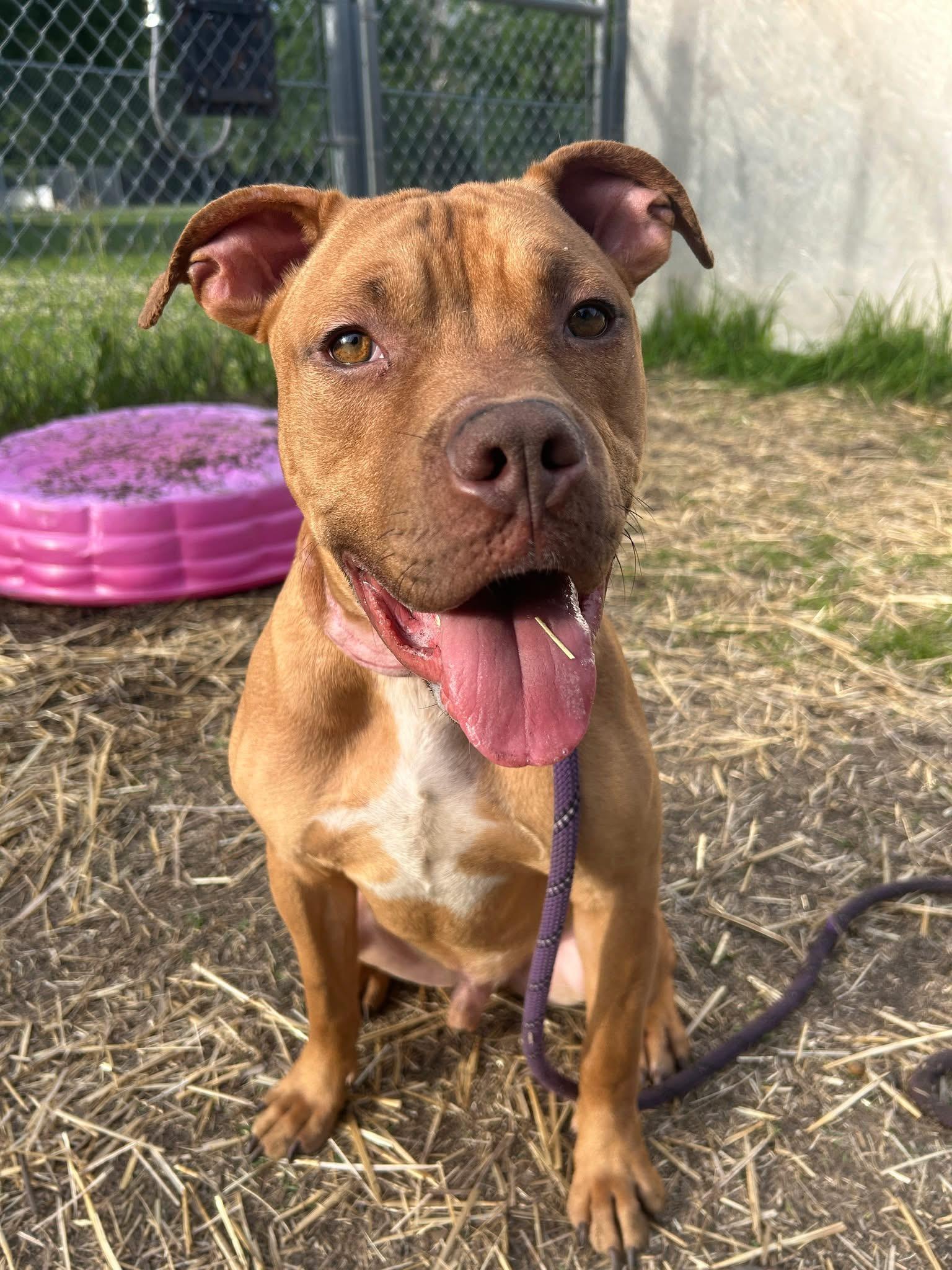 Fisherman, a ADOPTABLE Pit Bull Terrier in Chicago, IL image 5/5