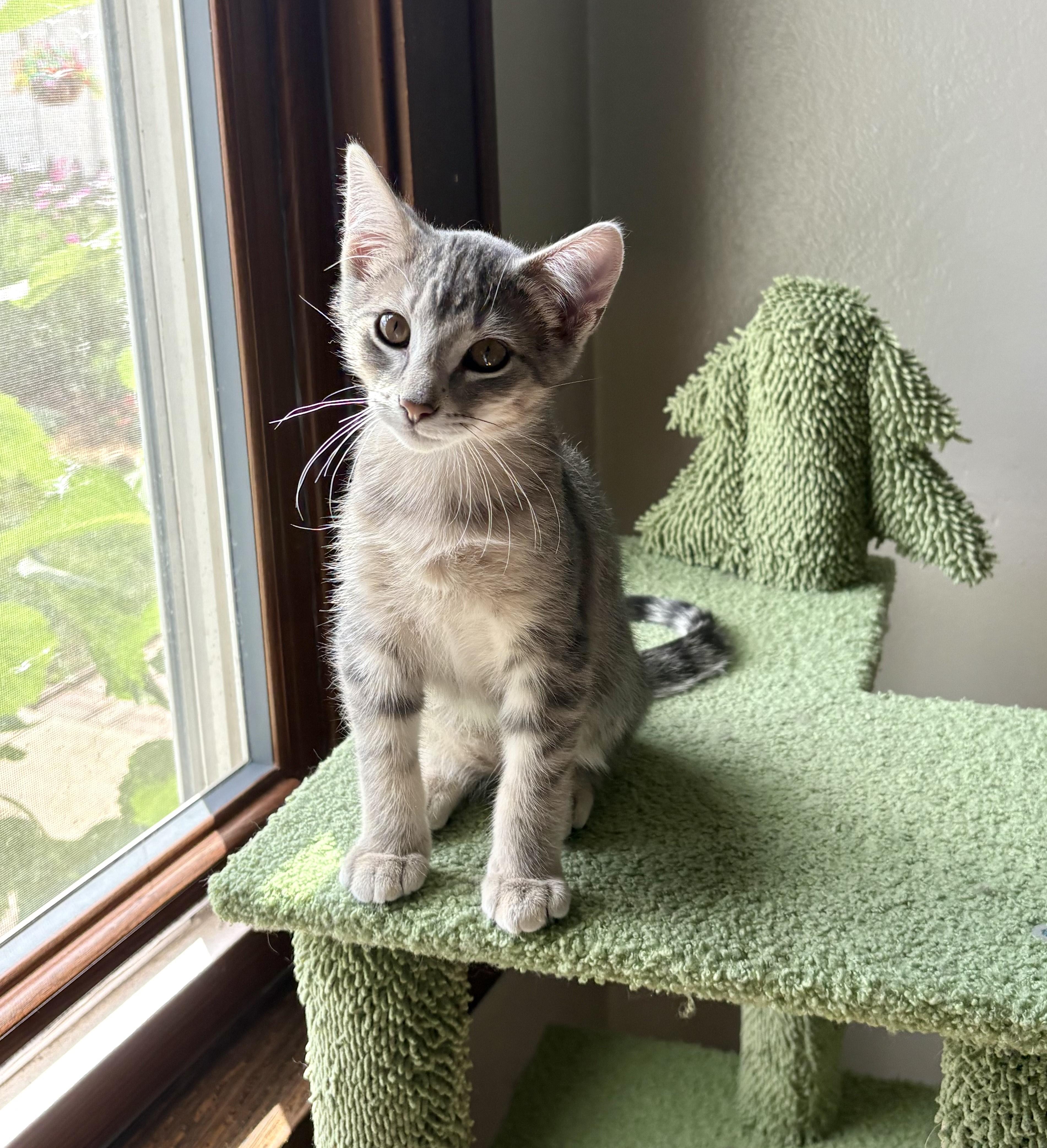 Guppy, an adopted Domestic Short Hair in Milwaukee, WI image 3/6