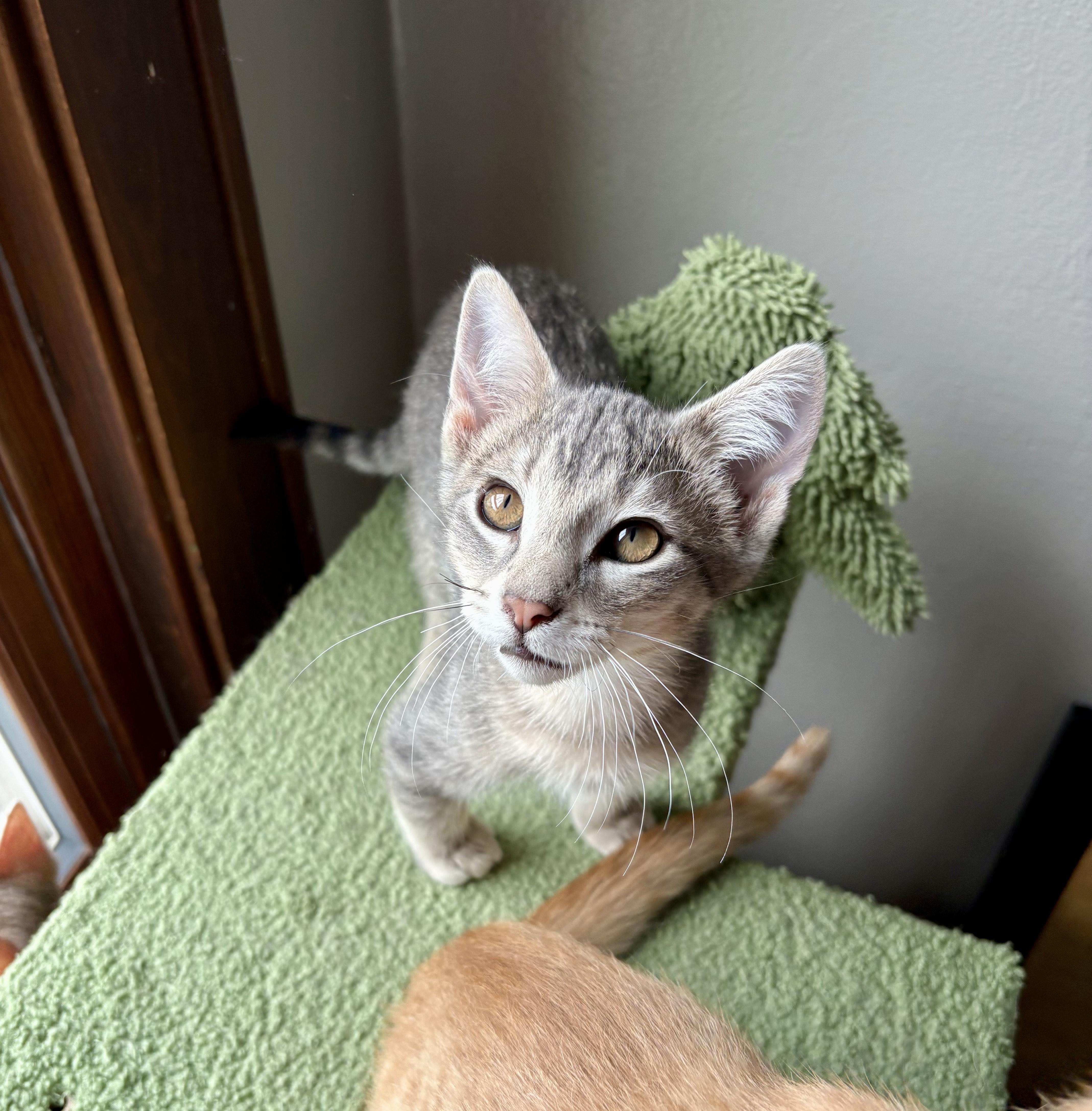 Guppy, an adopted Domestic Short Hair in Milwaukee, WI image 4/6