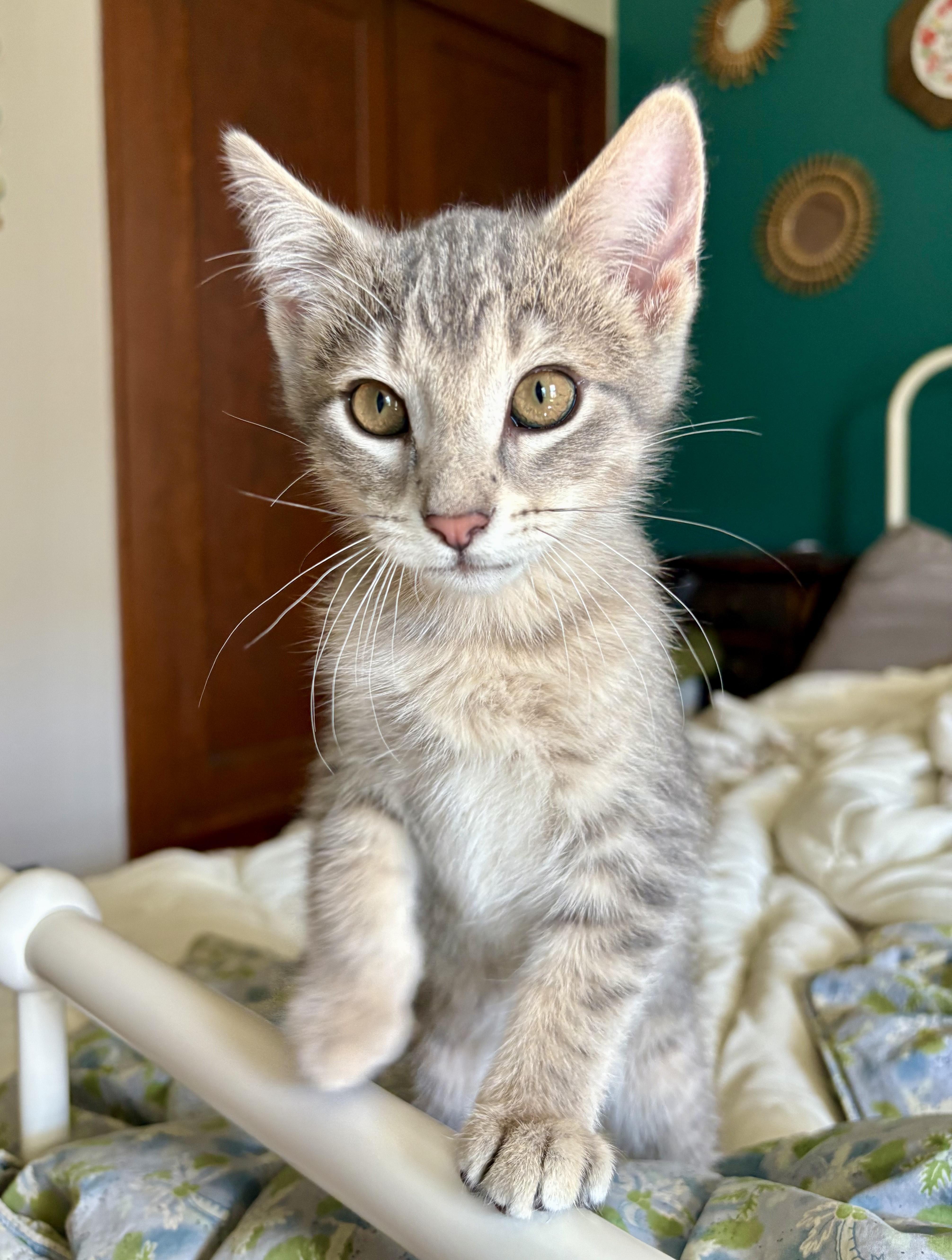 Guppy, adopted, Kitten Male Domestic Short Hair.