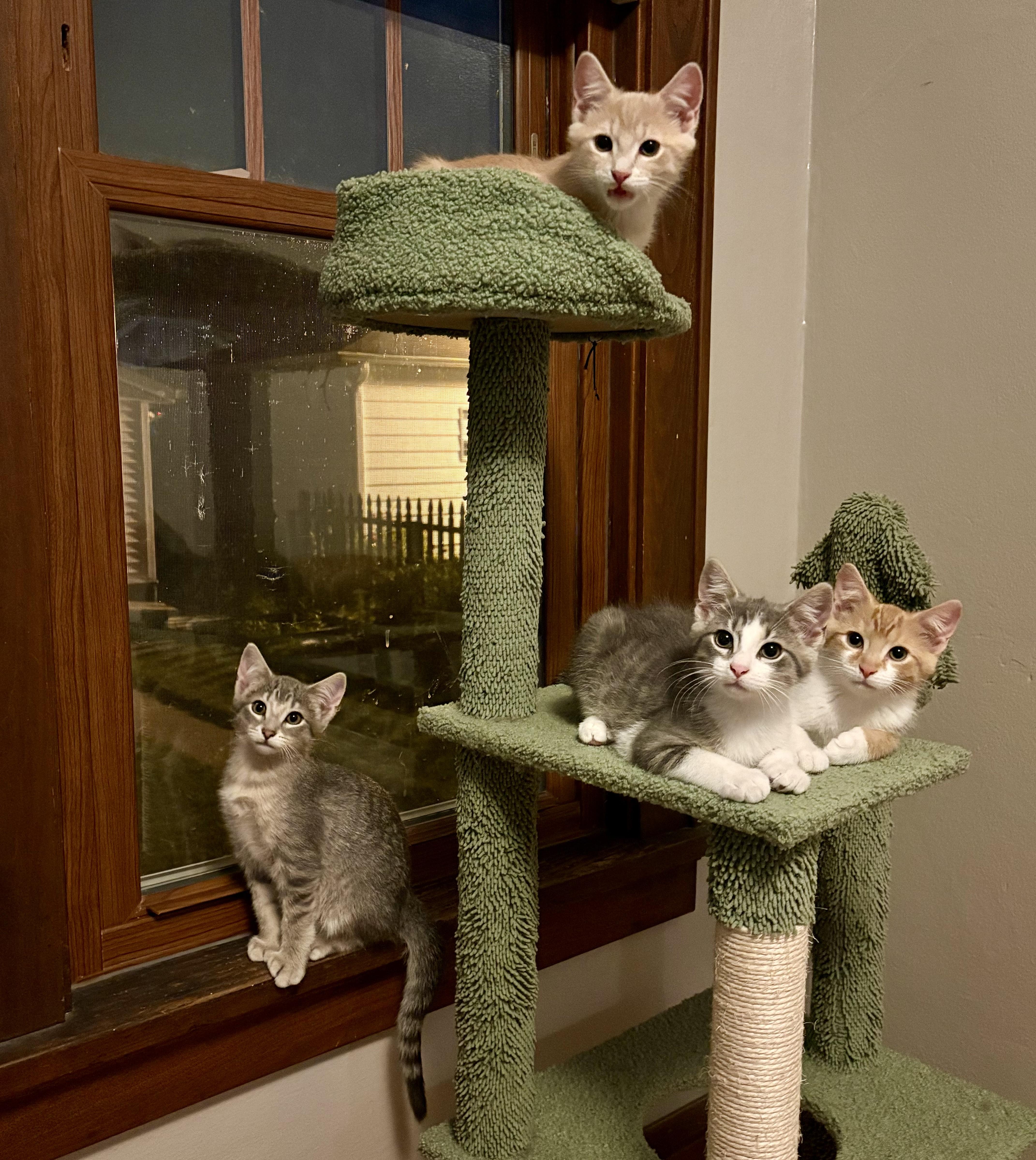 Guppy, an adopted Domestic Short Hair in Milwaukee, WI image 6/6