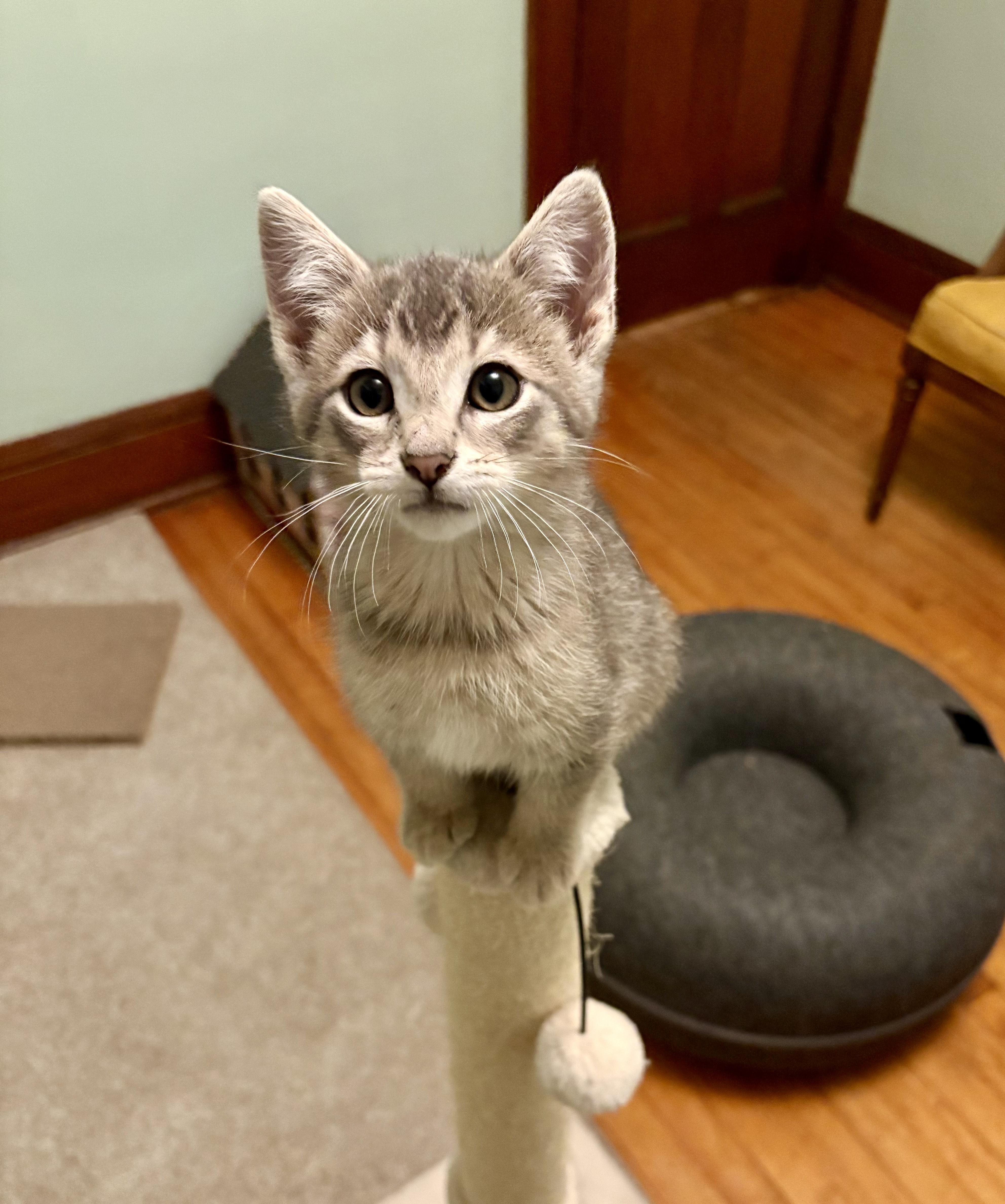 Guppy, an adopted Domestic Short Hair in Milwaukee, WI image 2/6