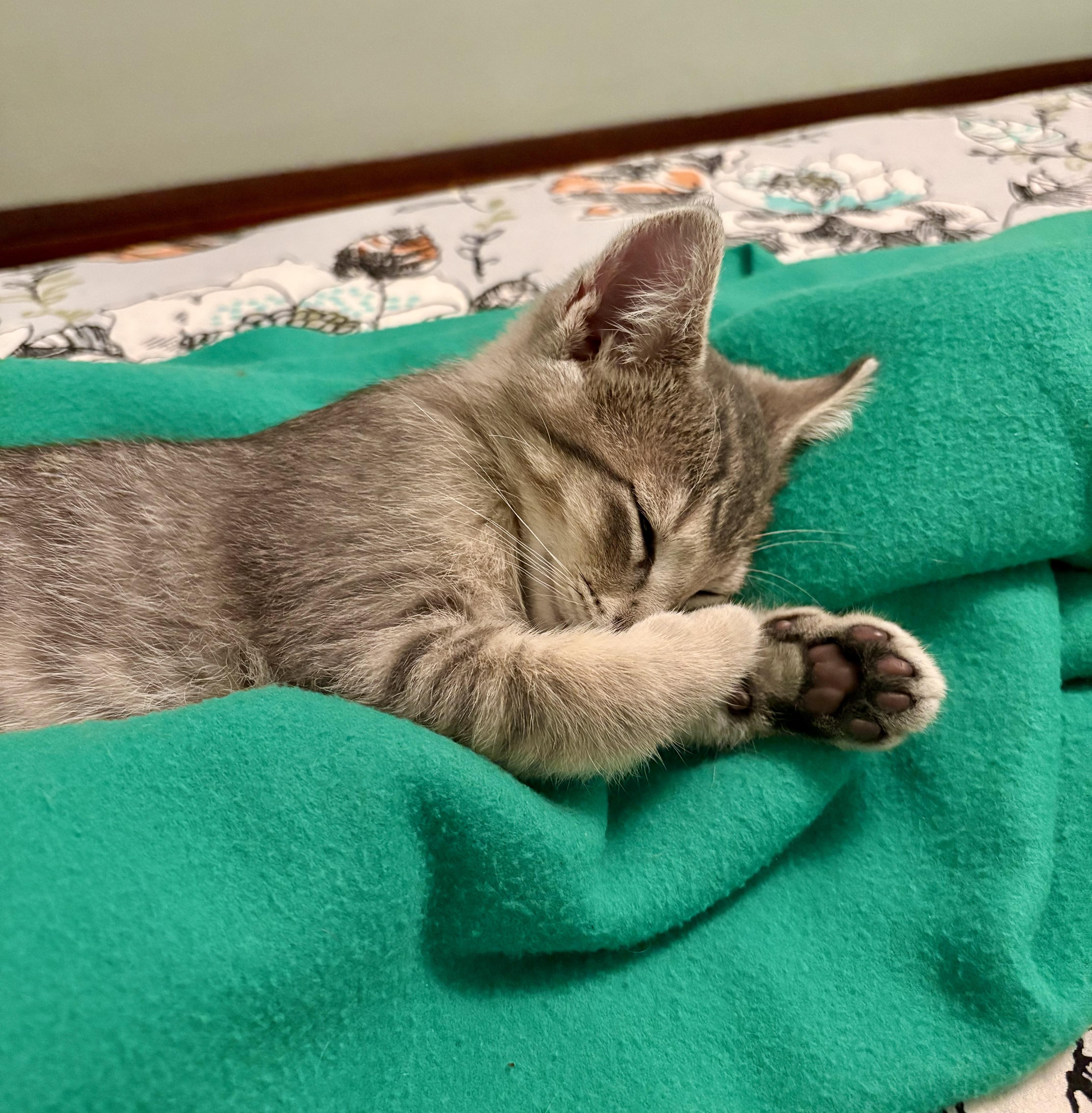 Guppy, an adopted Domestic Short Hair in Milwaukee, WI image 5/6
