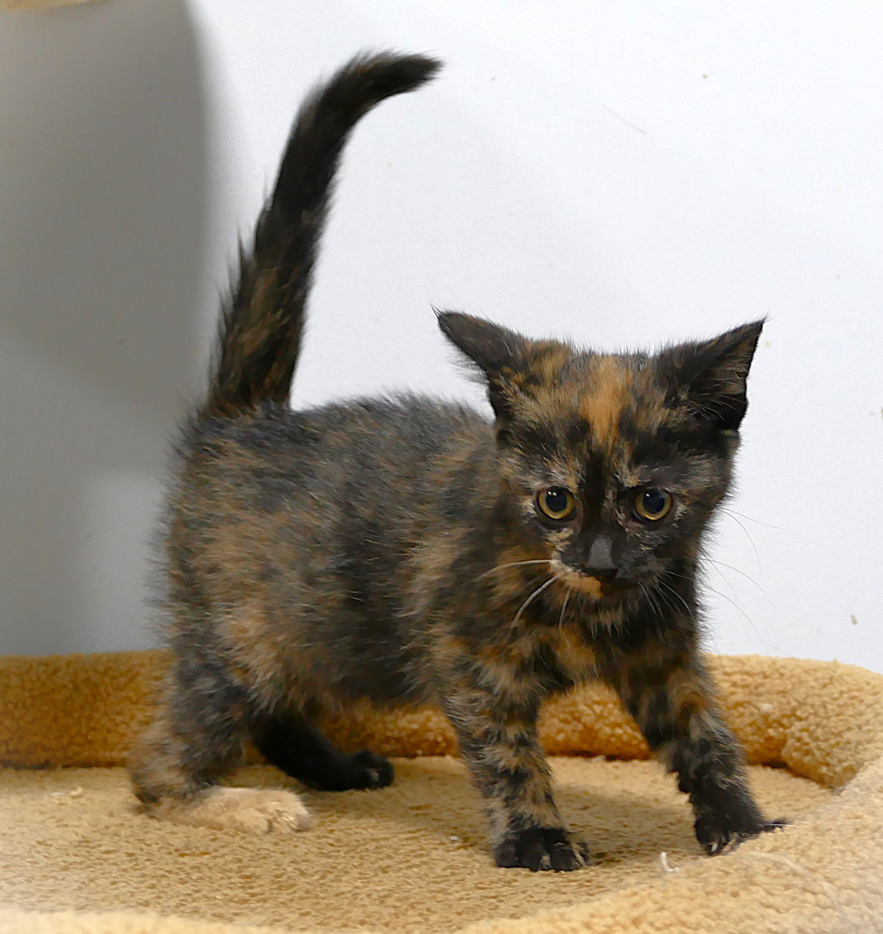 TAZMIN, a ADOPTABLE mixed breed in Beechbottom, WV image 3/3