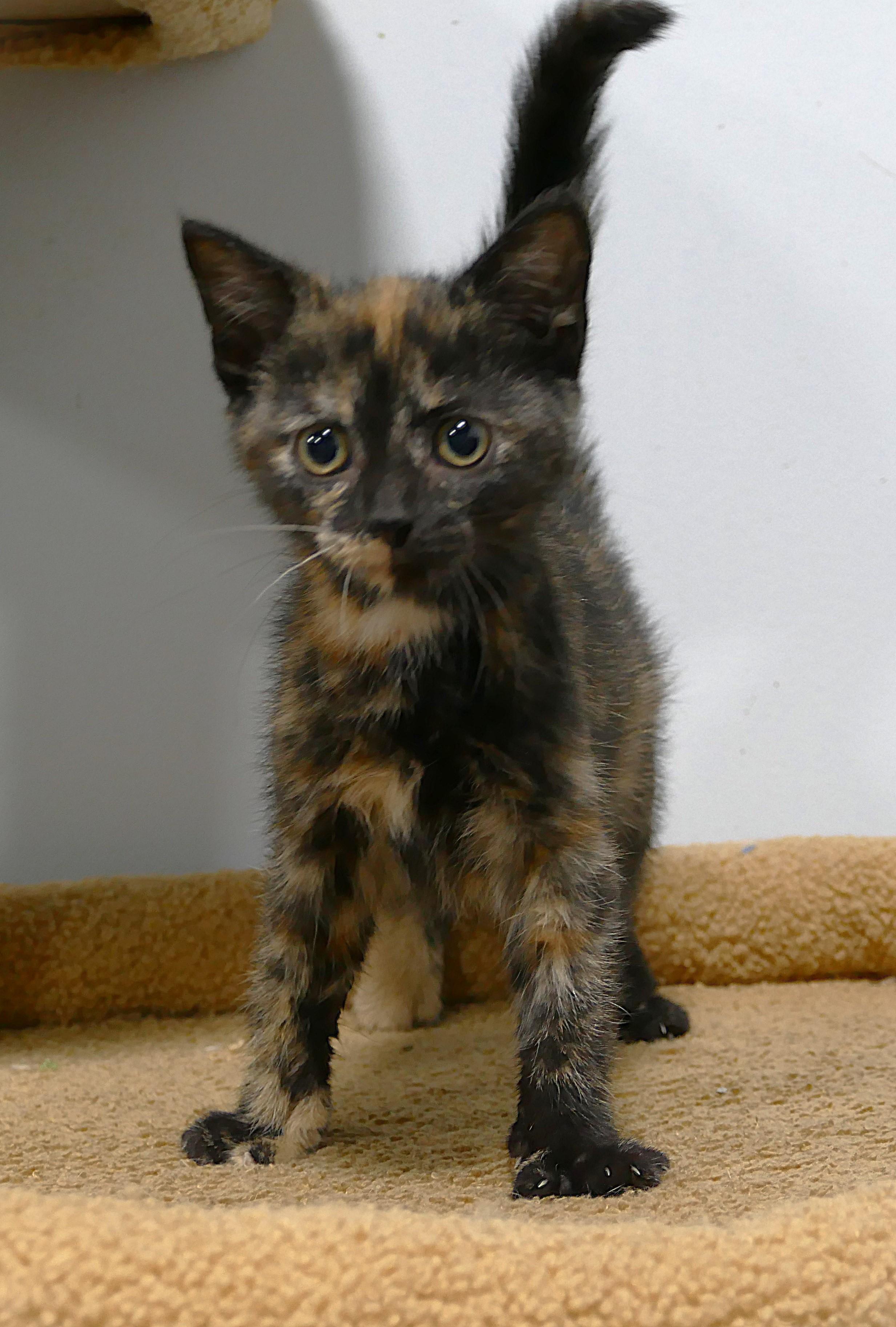 TAZMIN, ADOPTABLE, Kitten Female Domestic Short Hair.