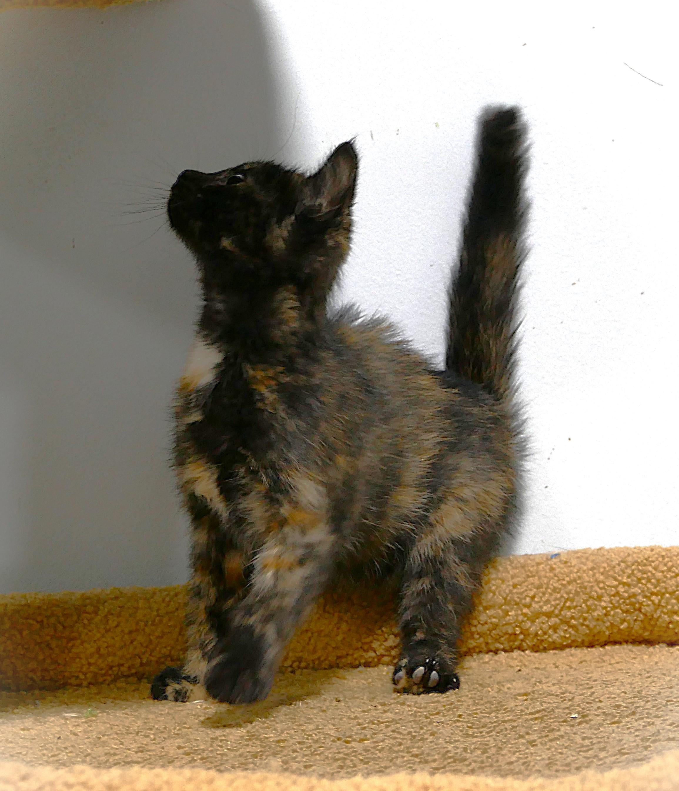 TAZMIN, a ADOPTABLE mixed breed in Beechbottom, WV image 2/3