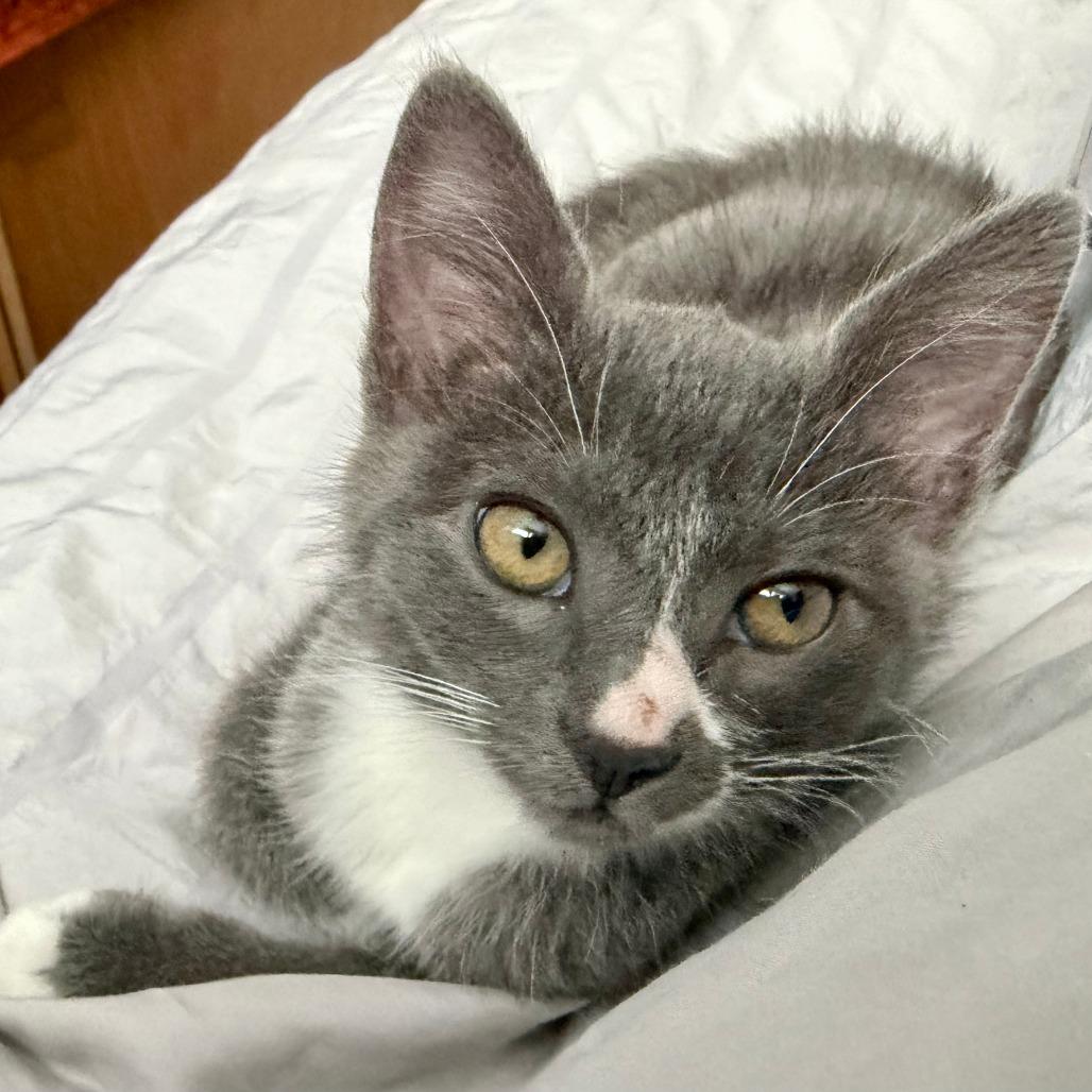Enlarge Clawdia (bonded with Suzy Mew), a Adoptable Domestic Short Hair in Santa Rosa, CA image 2/3