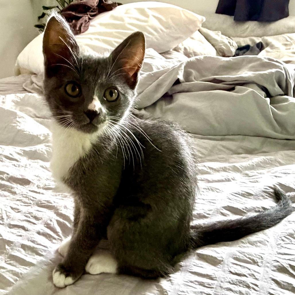 Enlarge Clawdia (bonded with Suzy Mew), a Adoptable Domestic Short Hair in Santa Rosa, CA image 3/3