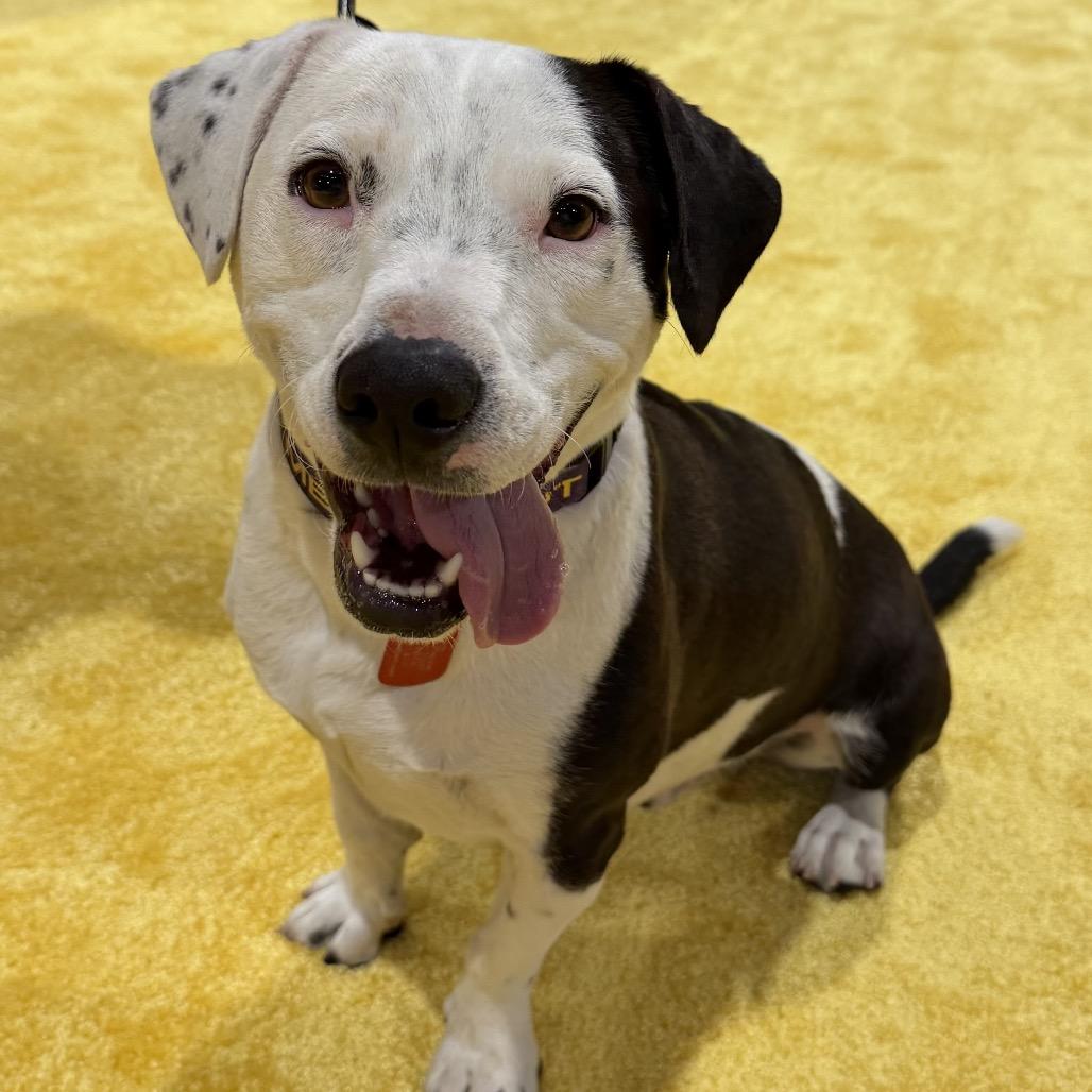 Black Jack, Adoptable, Adult Male Cardigan Welsh Corgi & American Staffordshire Terrier.