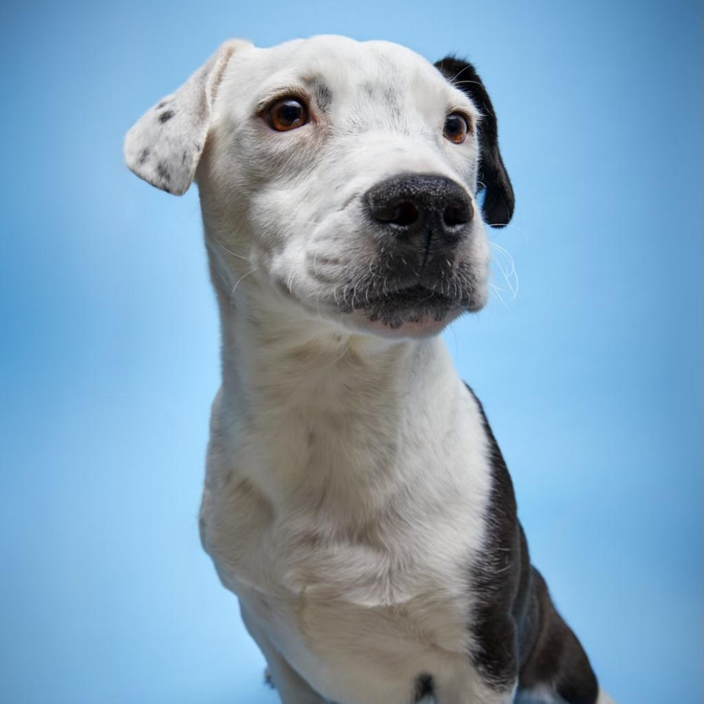 Black Jack, Adoptable, Adult Male Cardigan Welsh Corgi & American Staffordshire Terrier.