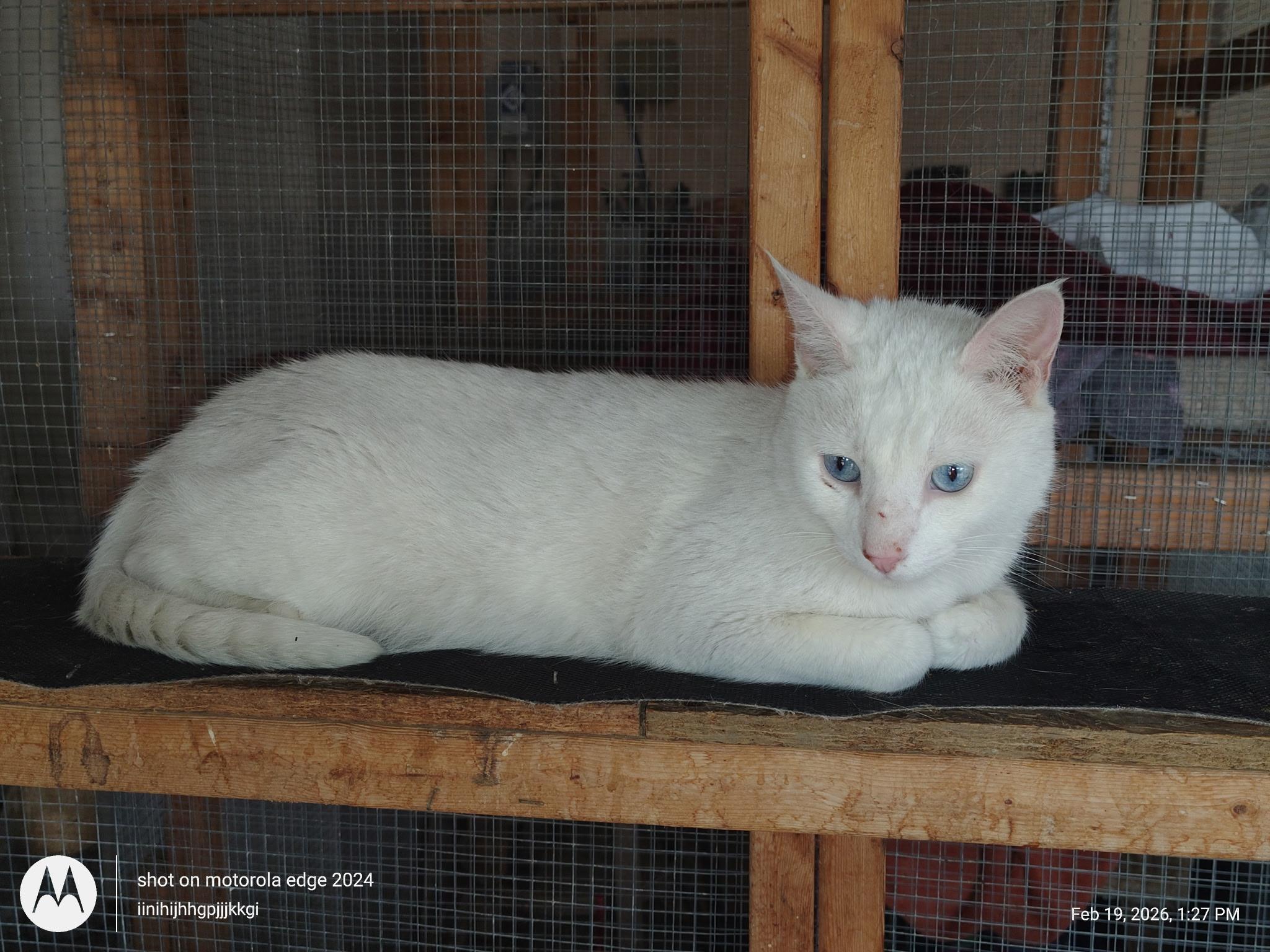 Snow, adopted, Adult Male Domestic Medium Hair.