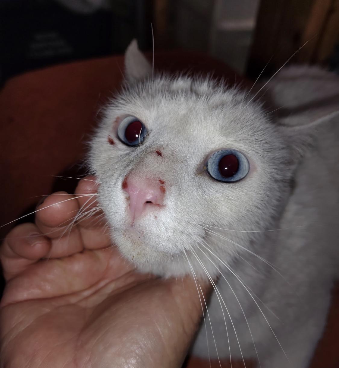 Enlarge Snow, an adopted Domestic Medium Hair in Richmond, TX image 2/4