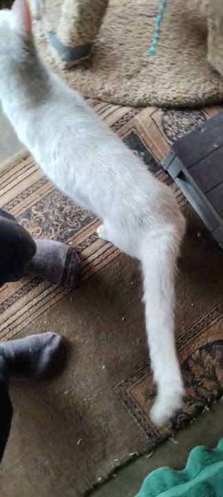 Enlarge Snow, an adopted Domestic Medium Hair in Richmond, TX video 4/4