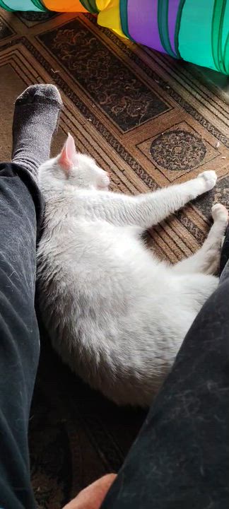 Enlarge Snow, an adopted Domestic Medium Hair in Richmond, TX video 3/4