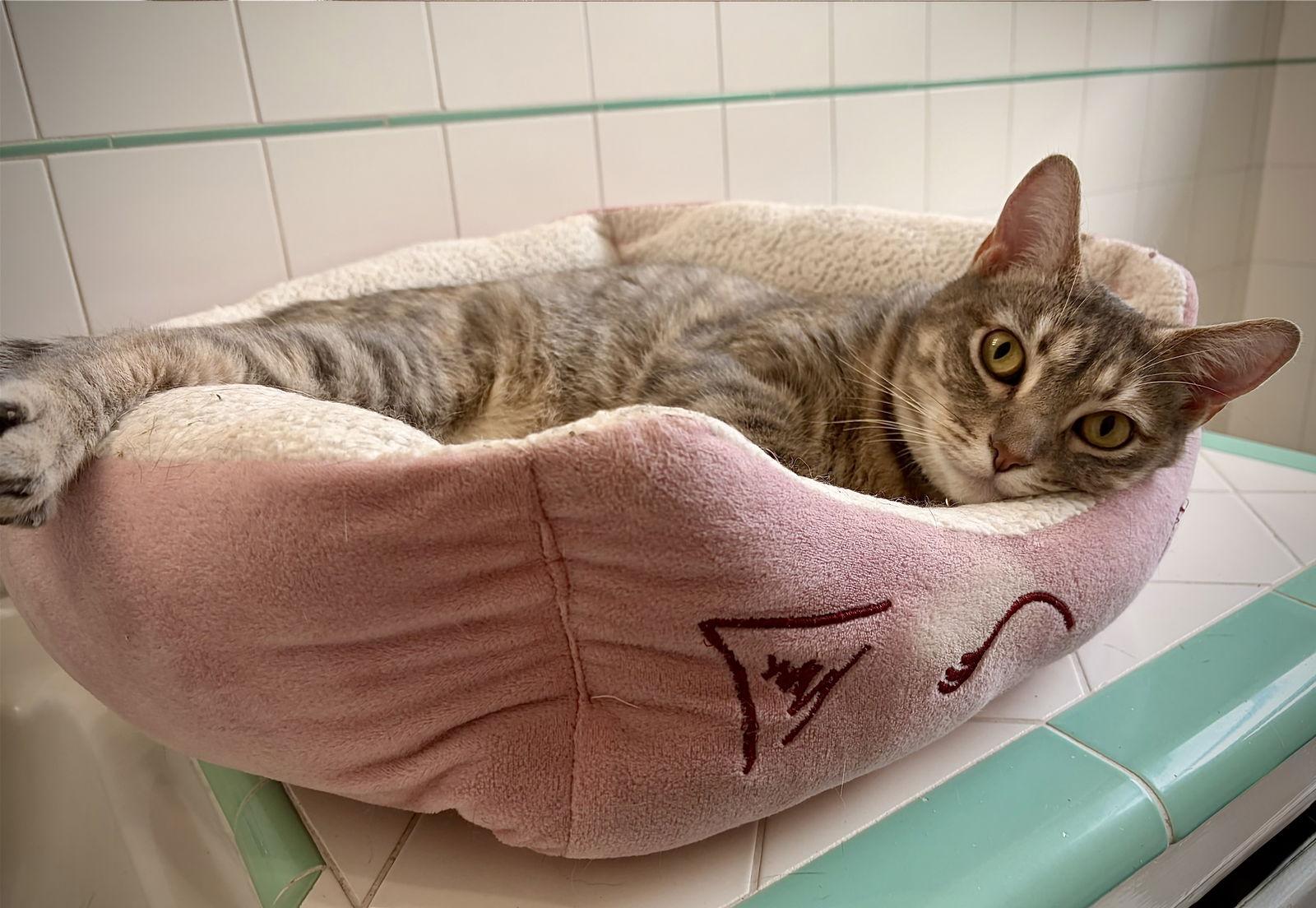 Precious, Adoptable, Adult Female Domestic Short Hair.