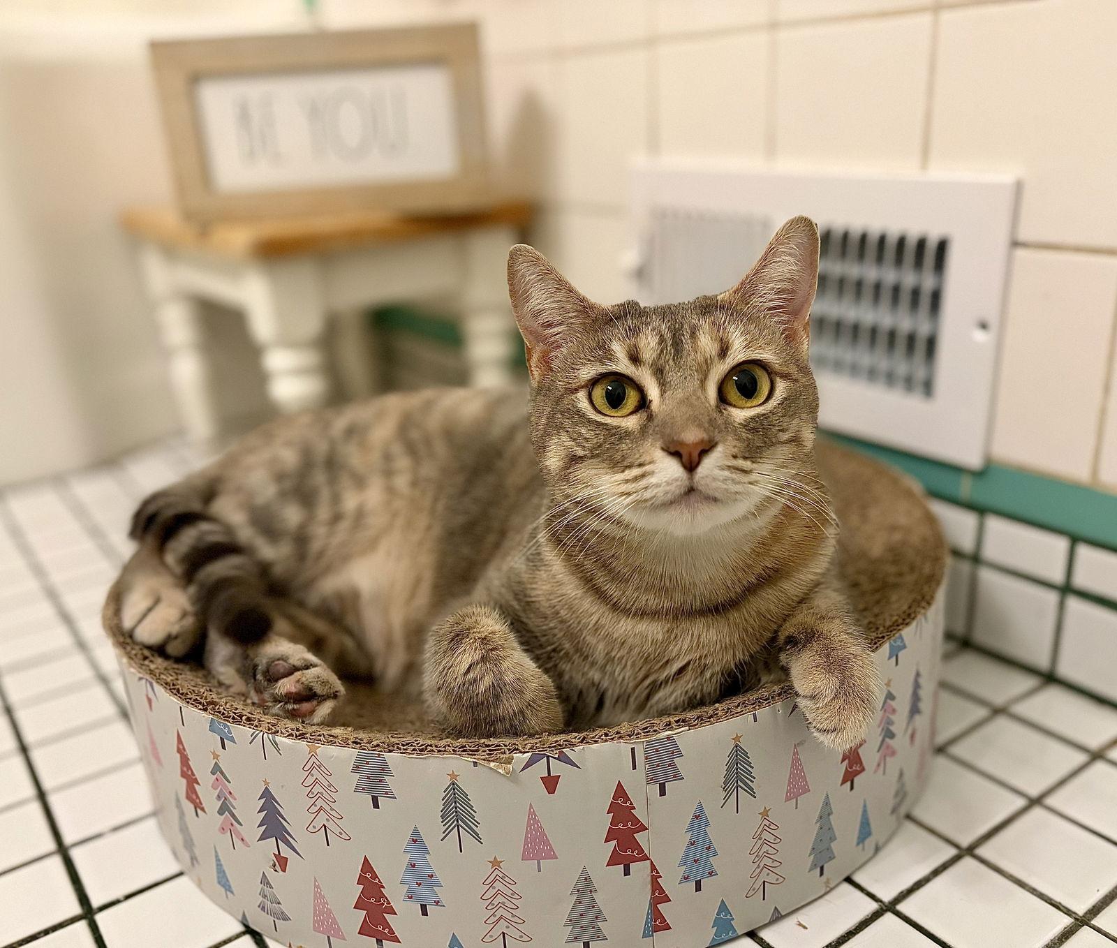 Enlarge Precious, a Adoptable Domestic Short Hair in Long Beach, CA image 2/3