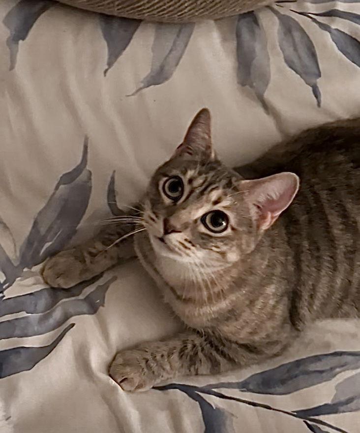 Enlarge Precious, a Adoptable Domestic Short Hair in Long Beach, CA image 3/3