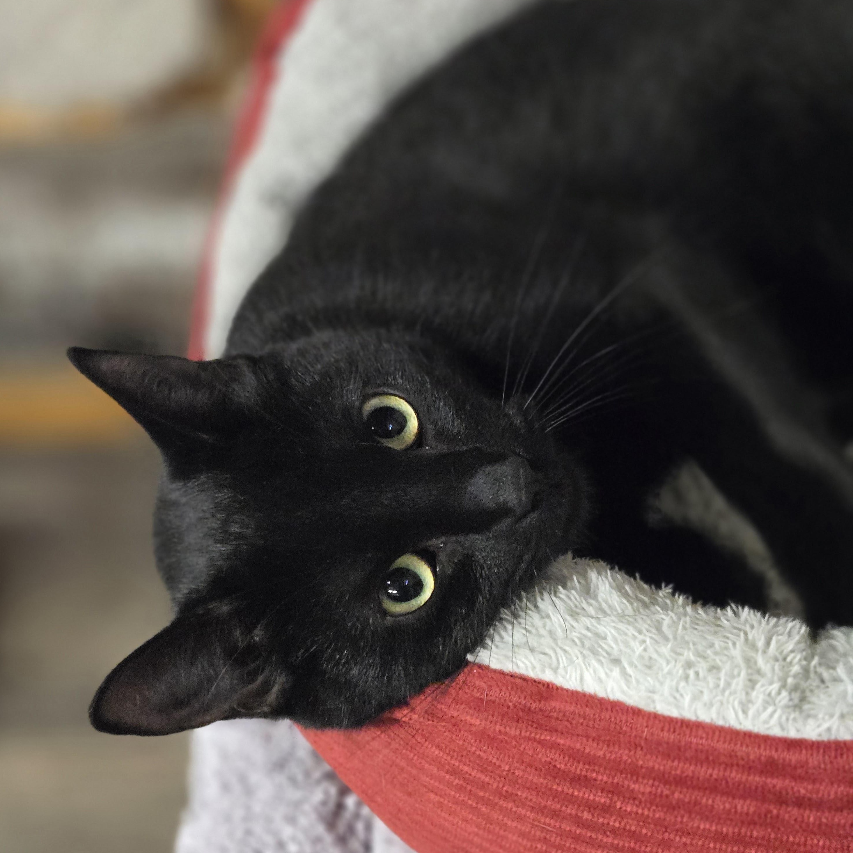 Tessie, Adoptable, Young Female Domestic Short Hair.