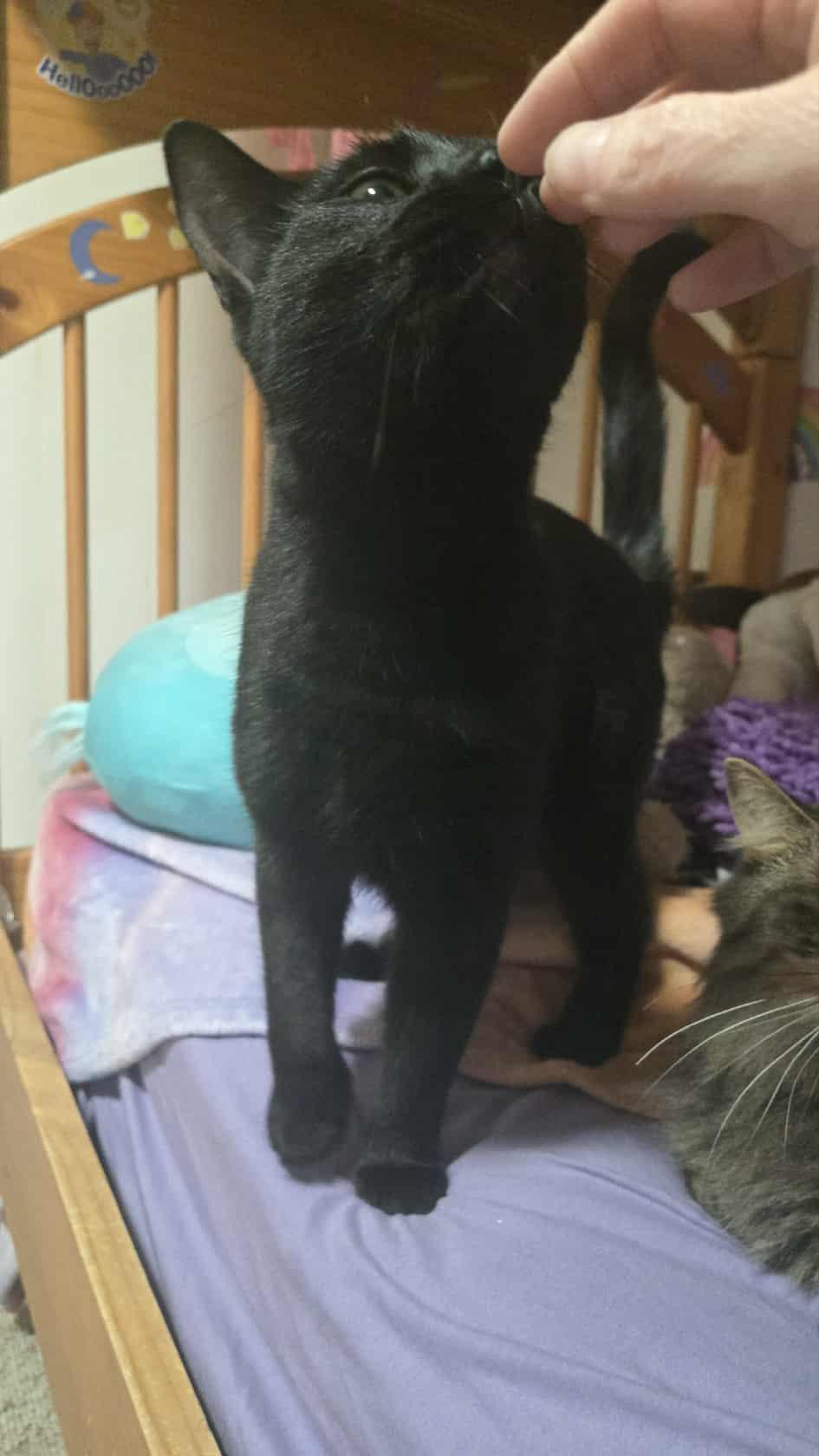 Enlarge Tessie, a Adoptable Domestic Short Hair in East Amherst, NY image 4/6