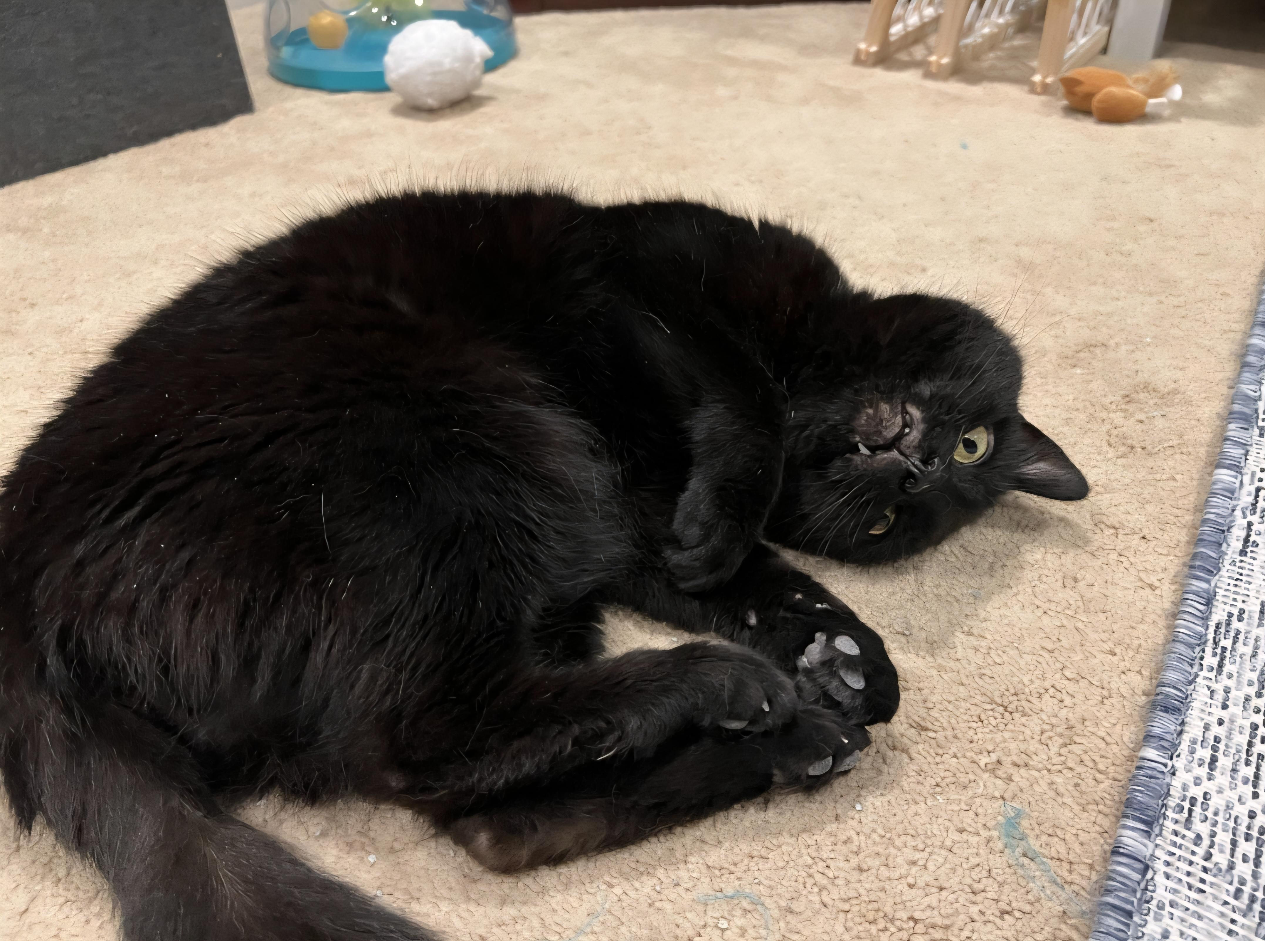 Enlarge Milly - In Foster, a Adoptable Domestic Short Hair in Kalamazoo, MI image 1/4