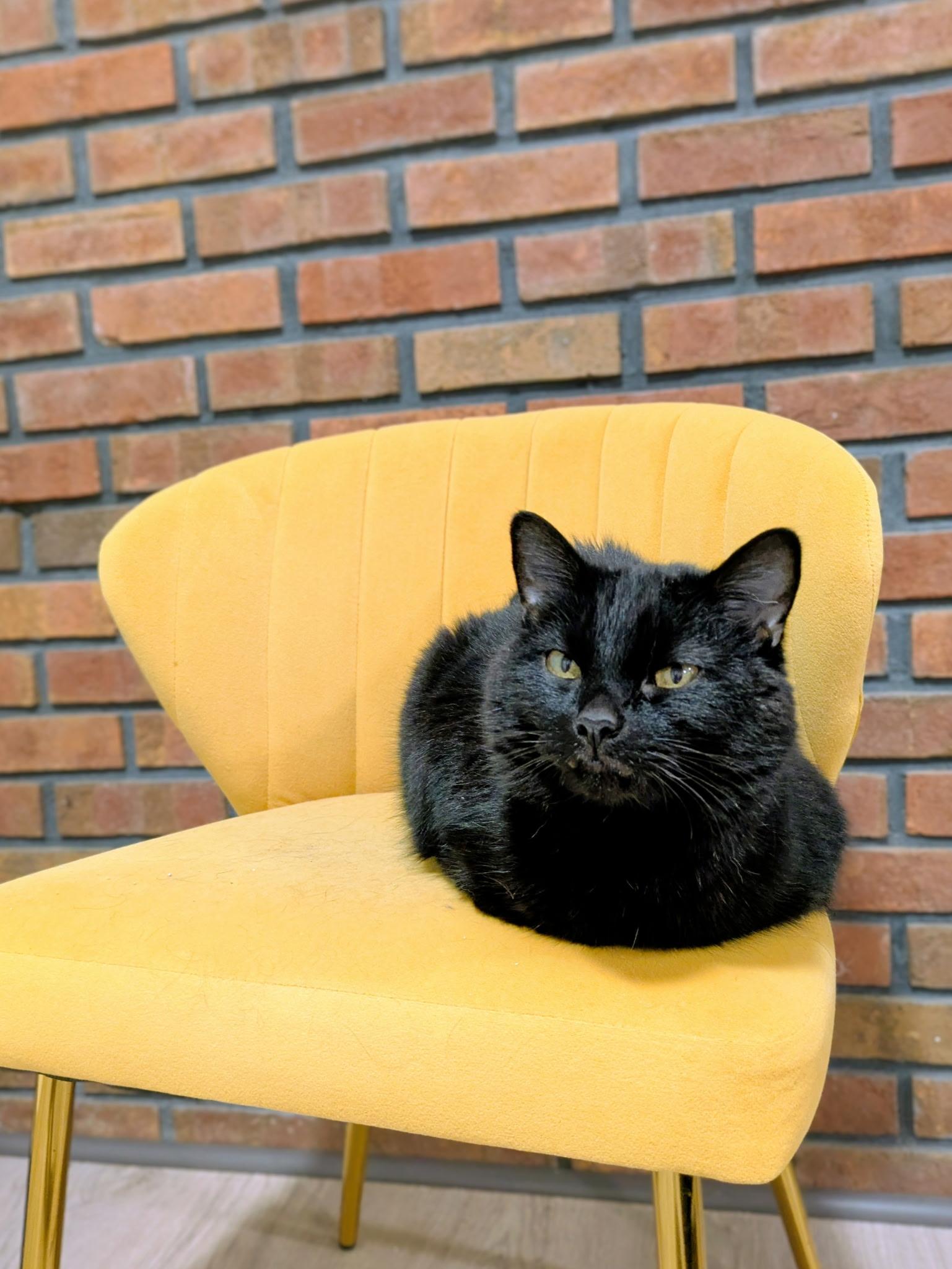 Enlarge Milly - In Foster, a Adoptable Domestic Short Hair in Kalamazoo, MI image 1/5