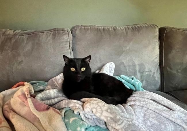 Enlarge Milly - In Foster, a Adoptable Domestic Short Hair in Kalamazoo, MI image 2/4