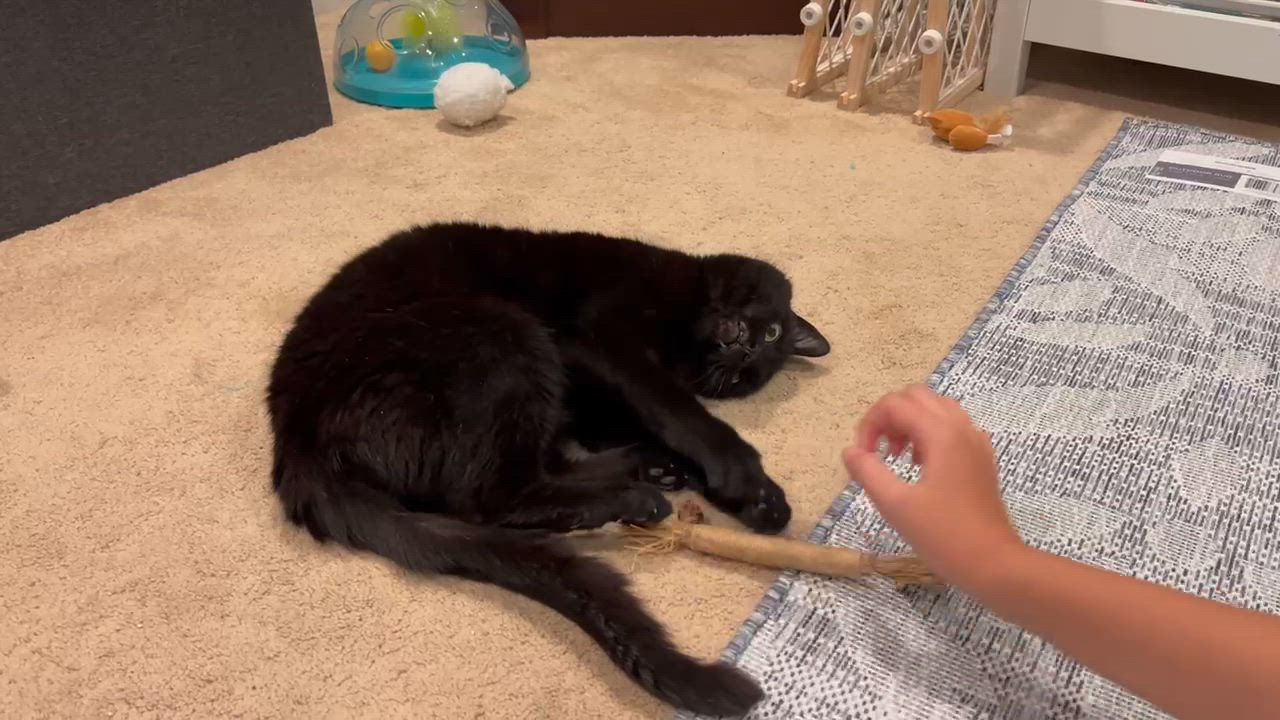 Enlarge Milly - In Foster, a Adoptable Domestic Short Hair in Kalamazoo, MI video 4/4