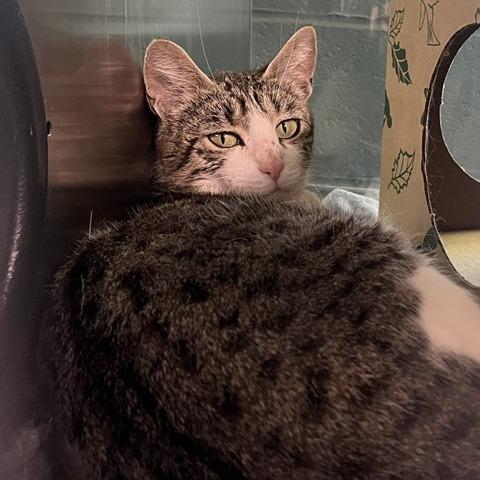 Enlarge Ireland, a Adoptable Domestic Short Hair in Baltimore, MD image 1/1