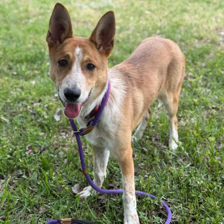 Easton, Adoptable, Young Male Cattle Dog & Mixed Breed.