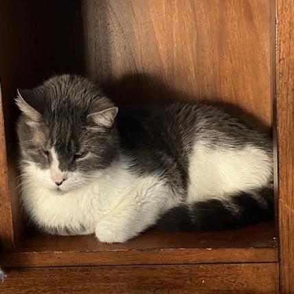 Atticus — thumbnail 2