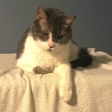 Atticus — thumbnail 3