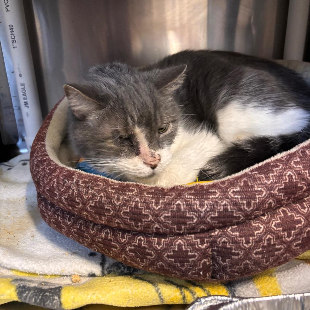 Atticus — thumbnail 4