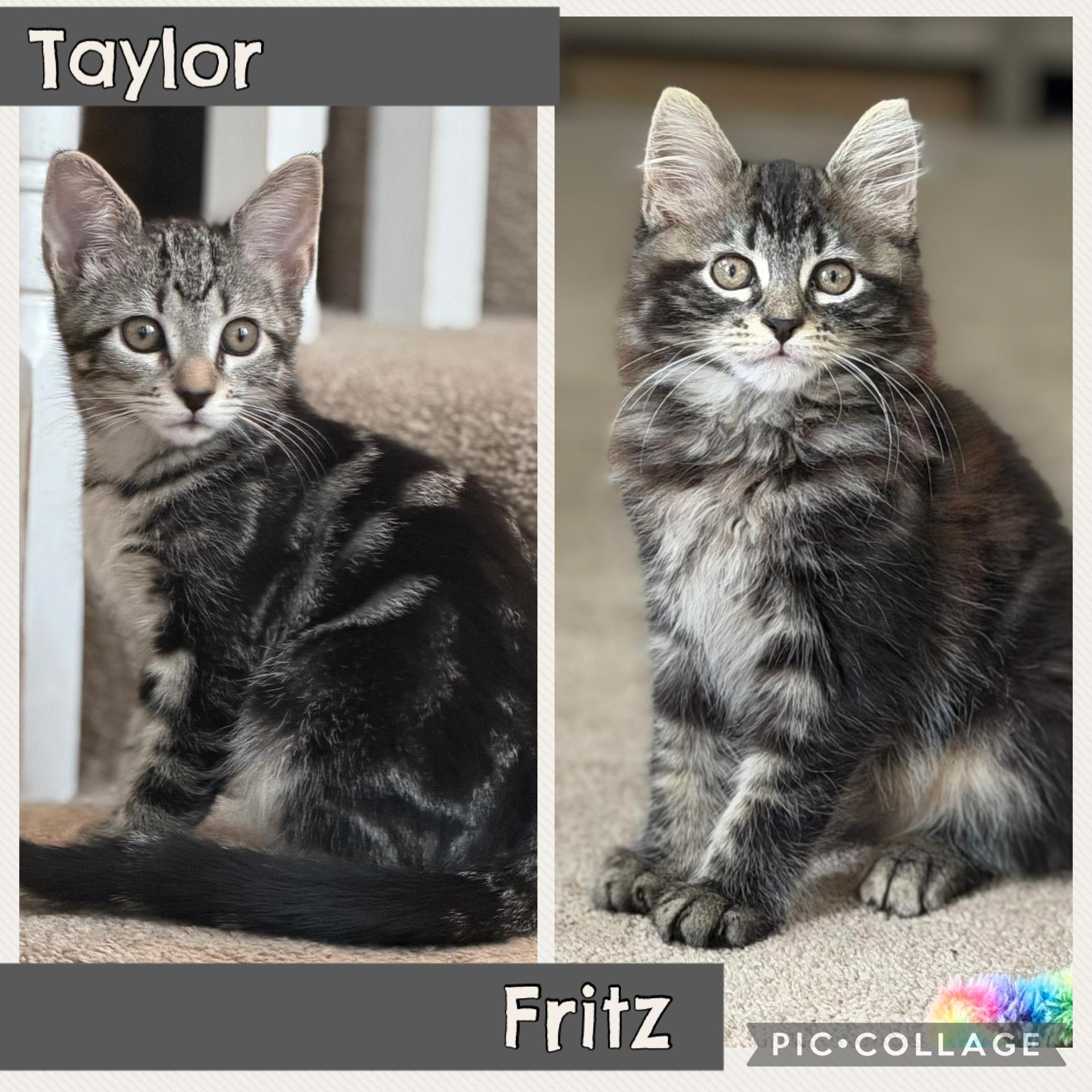Taylor & Fritz, Adoptable, Kitten Male Maine Coon & Domestic Long Hair.