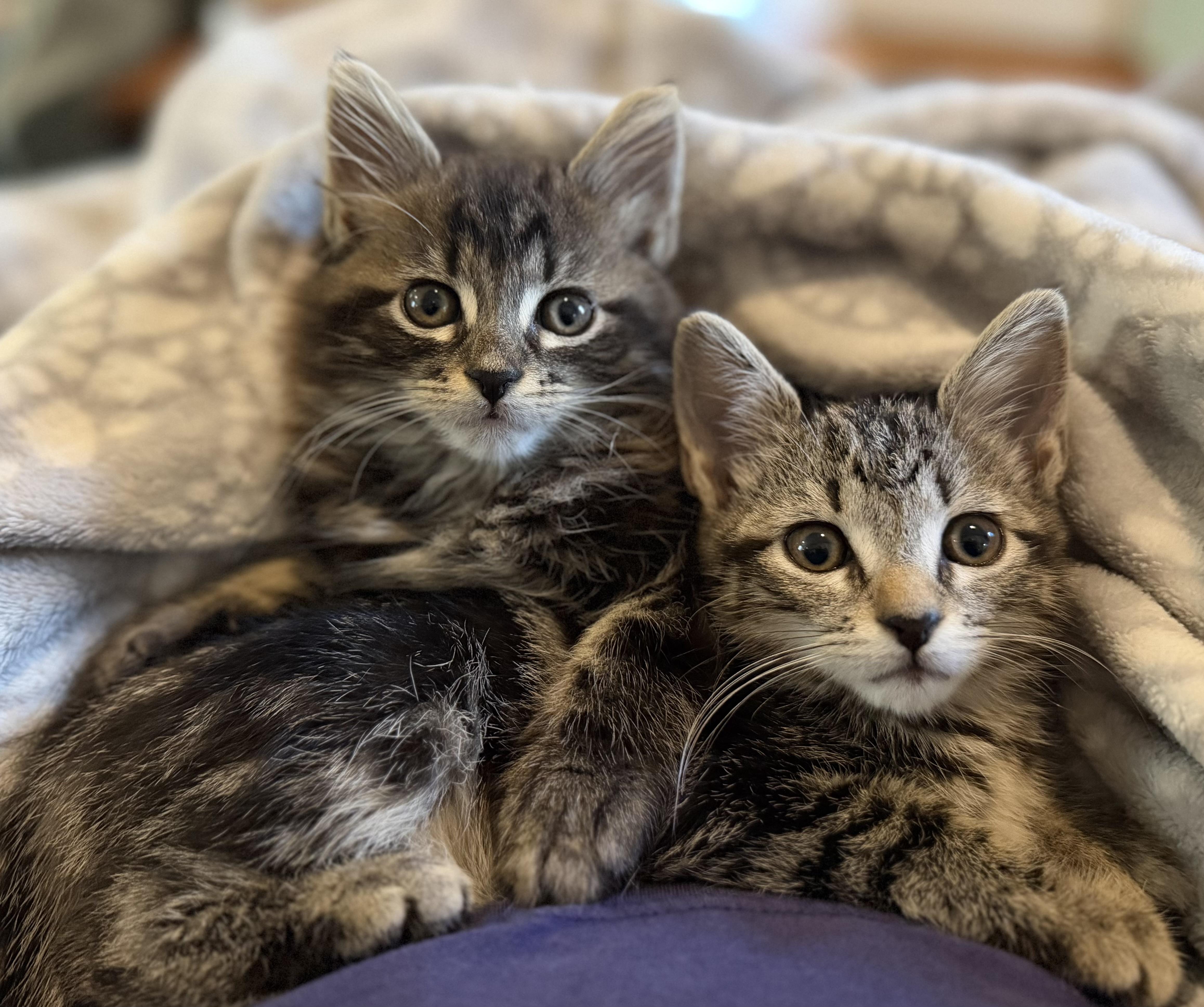 Enlarge Taylor & Fritz, a Adoptable mixed breed in Allentown, NJ image 4/6