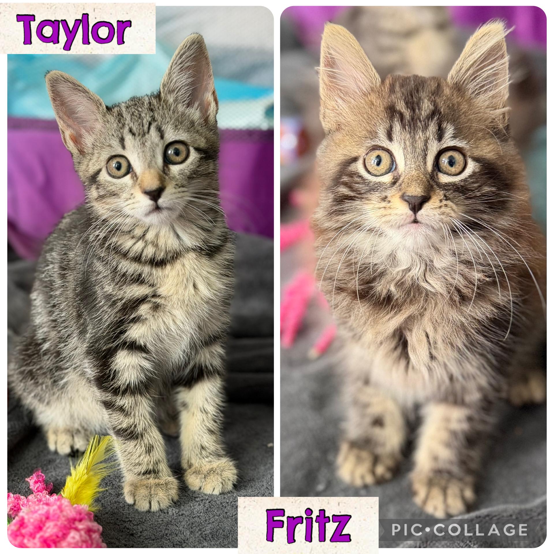 Enlarge Taylor & Fritz, a Adoptable mixed breed in Allentown, NJ image 5/6