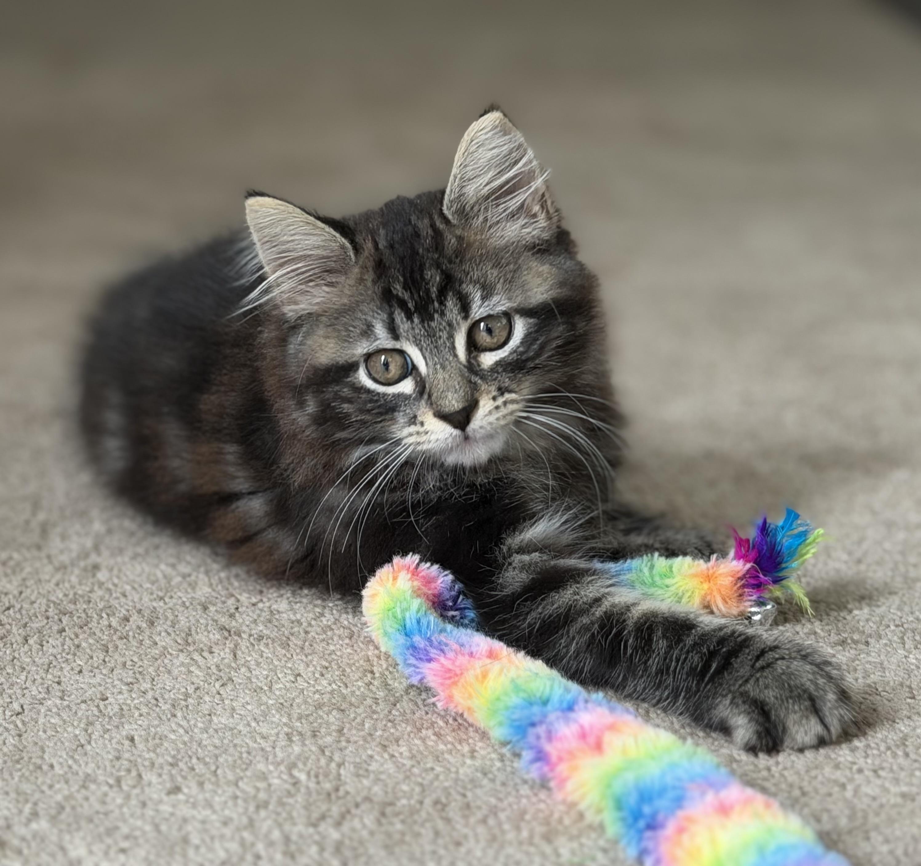 Enlarge Taylor & Fritz, a Adoptable mixed breed in Allentown, NJ image 2/6