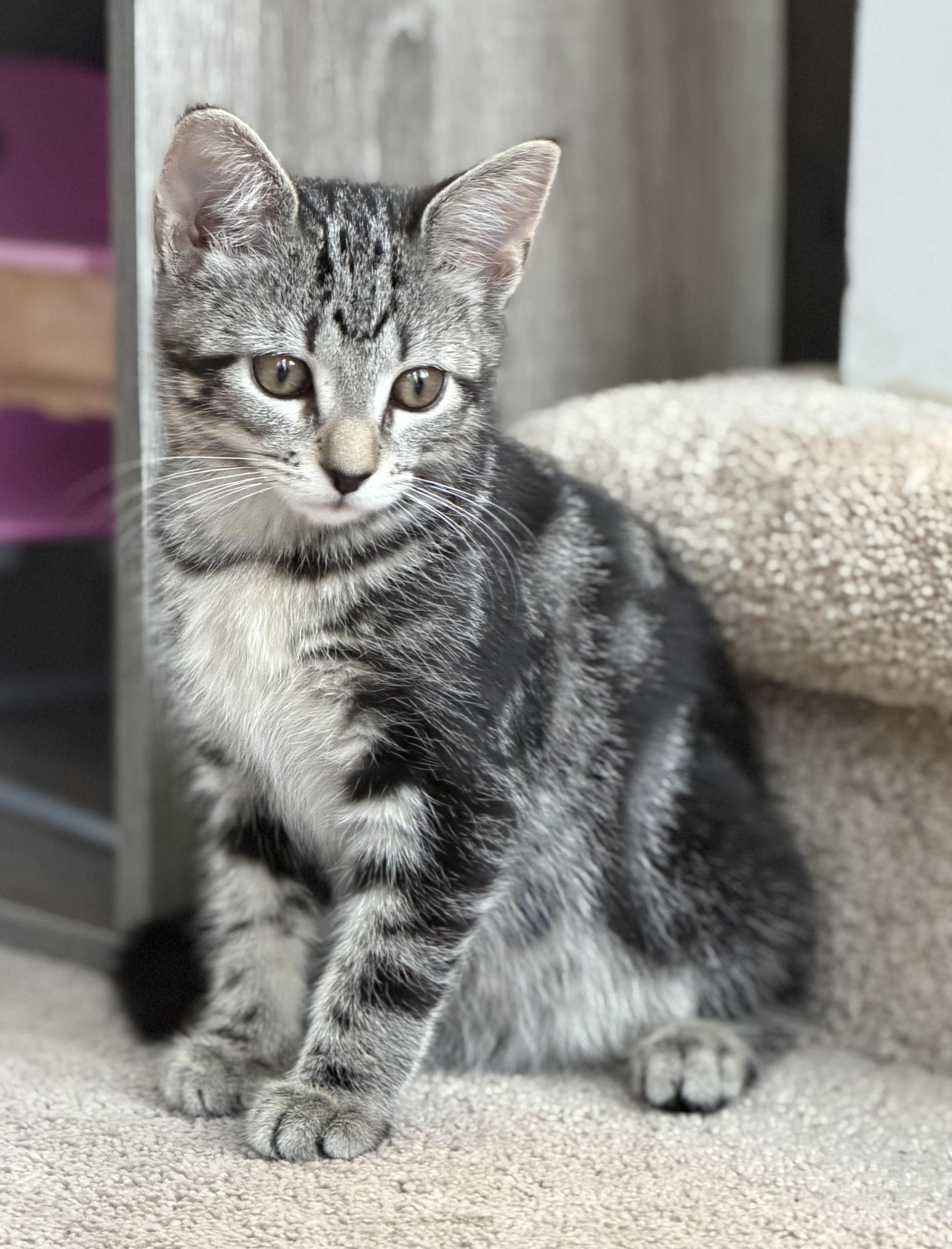 Enlarge Taylor & Fritz, a Adoptable mixed breed in Allentown, NJ image 3/6