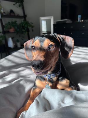 Enlarge Ollie, an adopted Dachshund in Portland, OR image 2/6