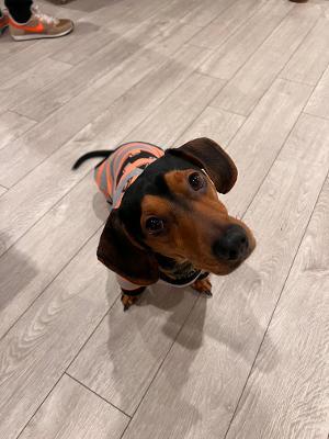 Enlarge Ollie, an adopted Dachshund in Portland, OR image 5/6