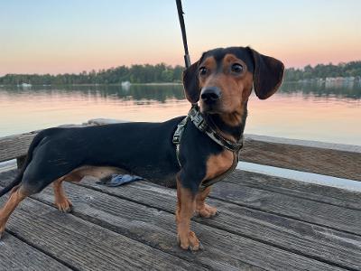 Ollie, adopted, Adult Male Dachshund.