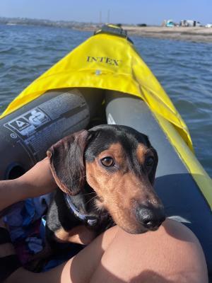Enlarge Ollie, an adopted Dachshund in Portland, OR image 4/6