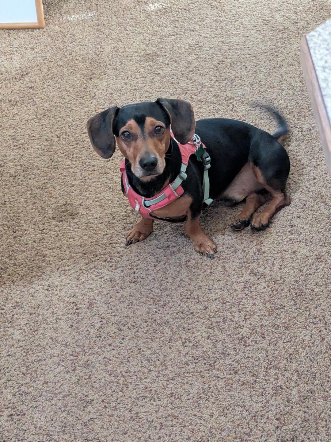 Enlarge Ollie, an adopted Dachshund in Portland, OR image 6/6