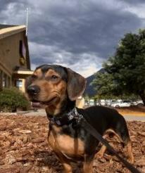 Enlarge Ollie, an adopted Dachshund in Portland, OR image 3/6