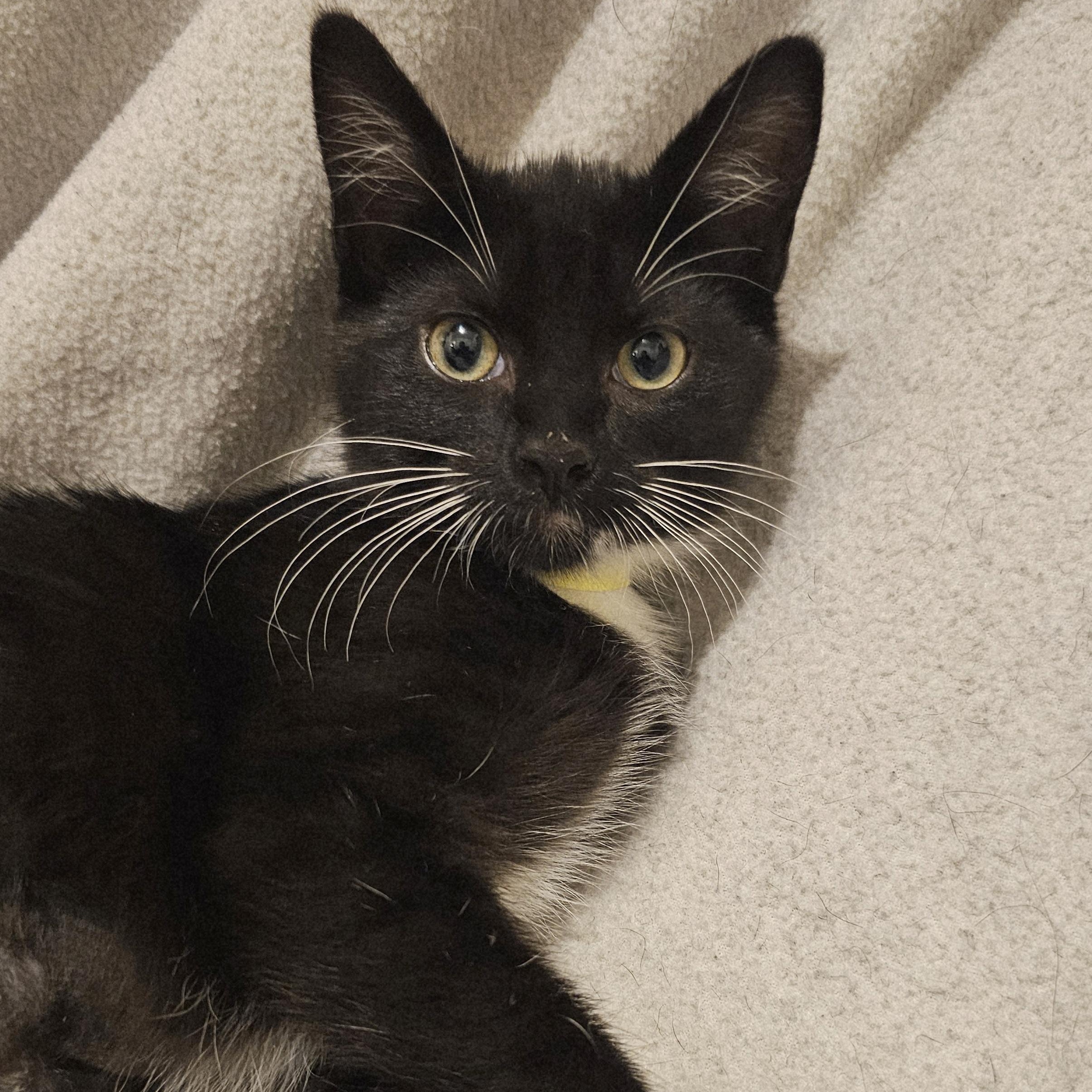 Janet - Miss Congeniality, Adoptable, Kitten Female Tuxedo.