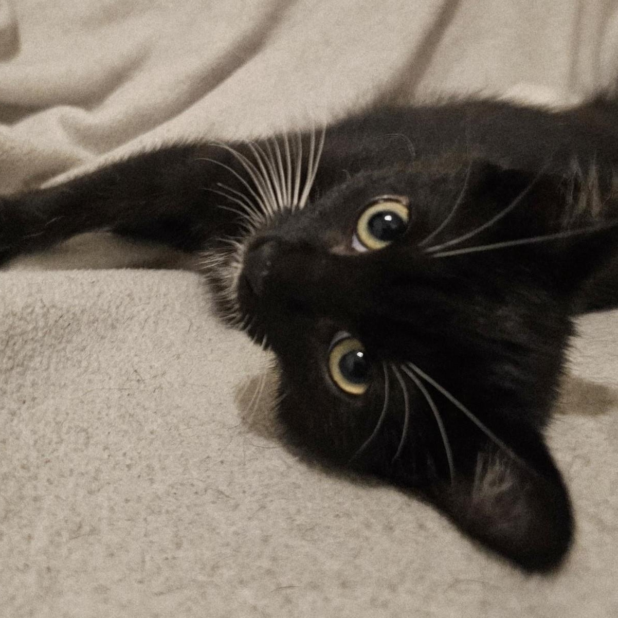 Enlarge Janet - Miss Congeniality, a Adoptable mixed breed in Hoquiam, WA image 2/4