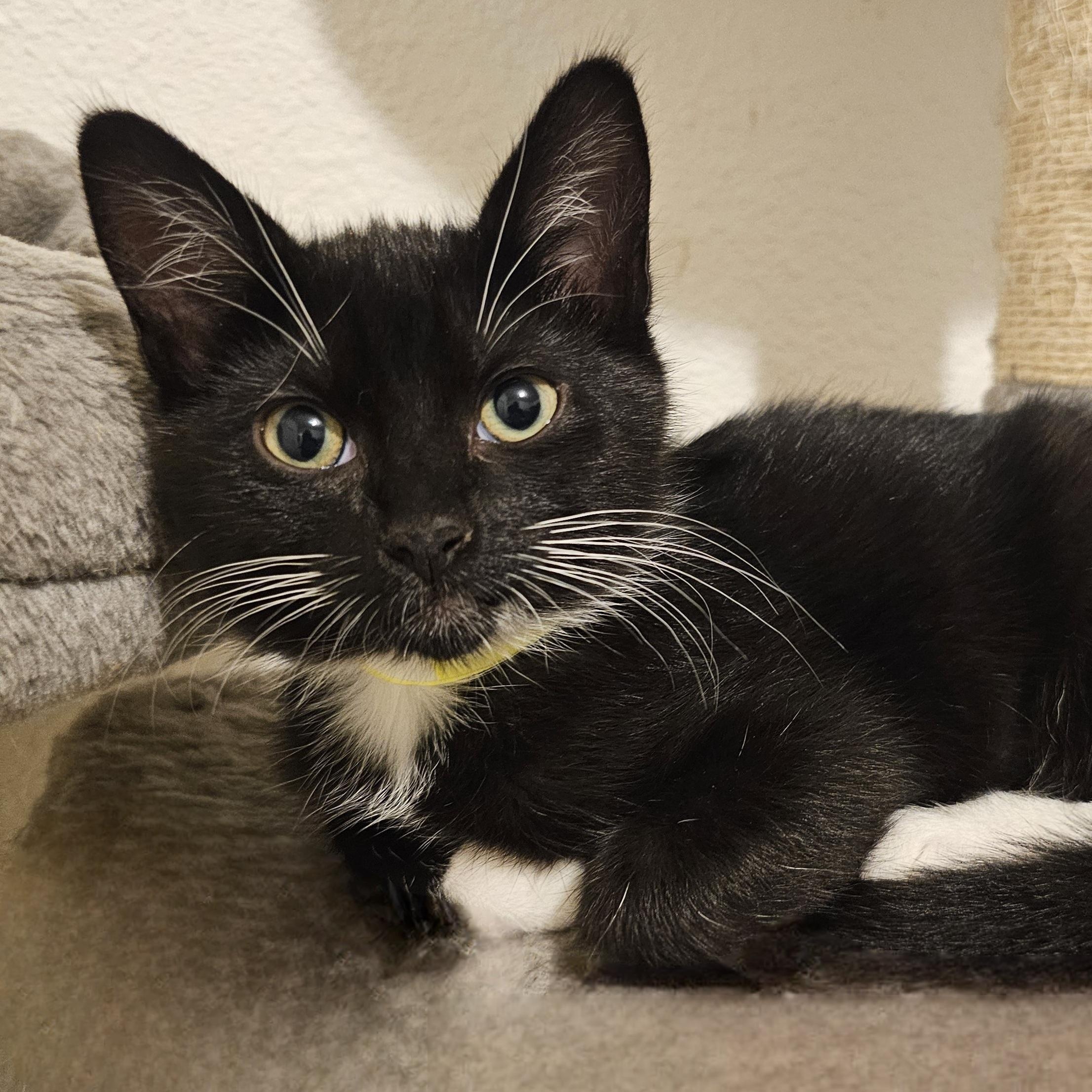 Enlarge Janet - Miss Congeniality, a Adoptable mixed breed in Hoquiam, WA image 3/4