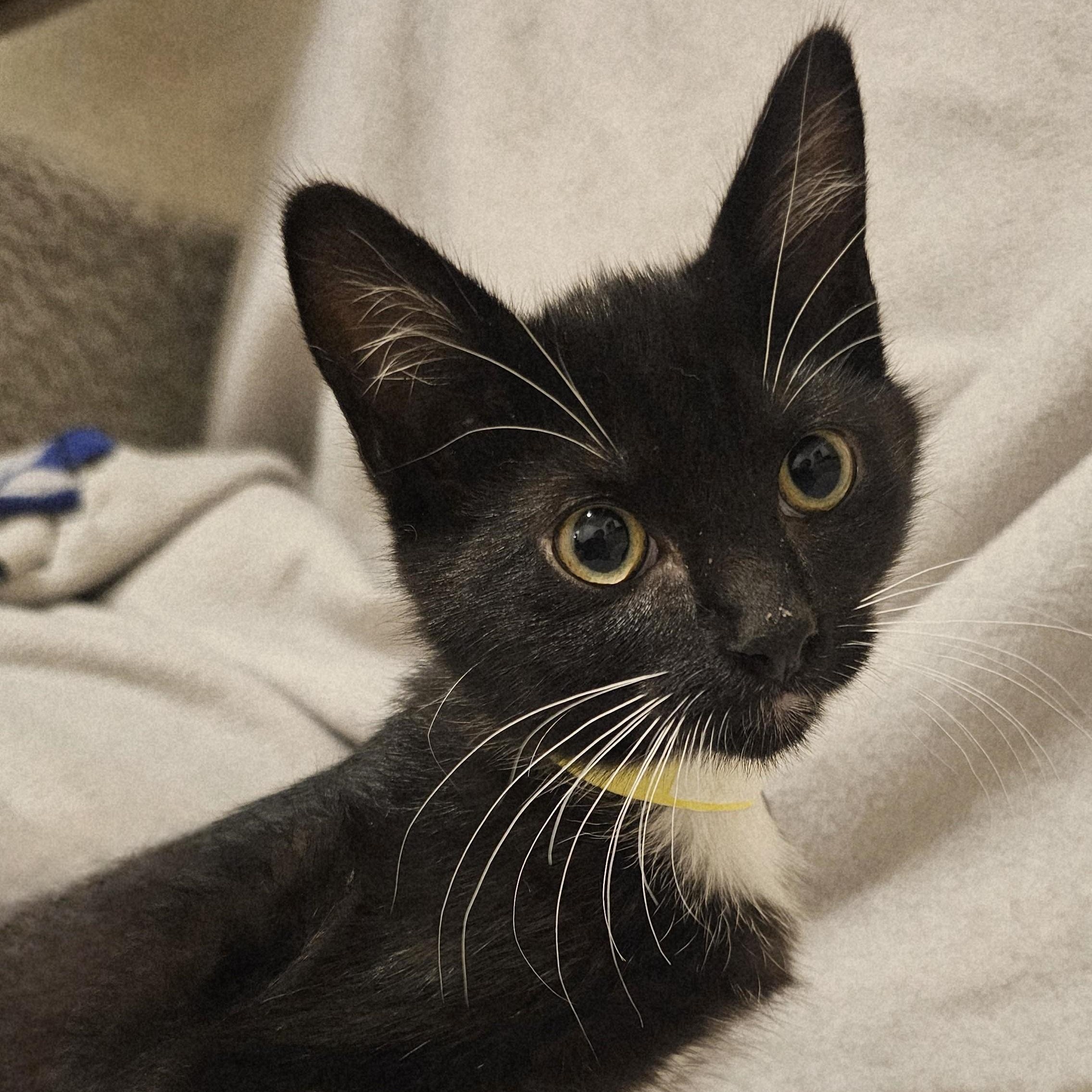 Enlarge Janet - Miss Congeniality, a Adoptable mixed breed in Hoquiam, WA image 4/4