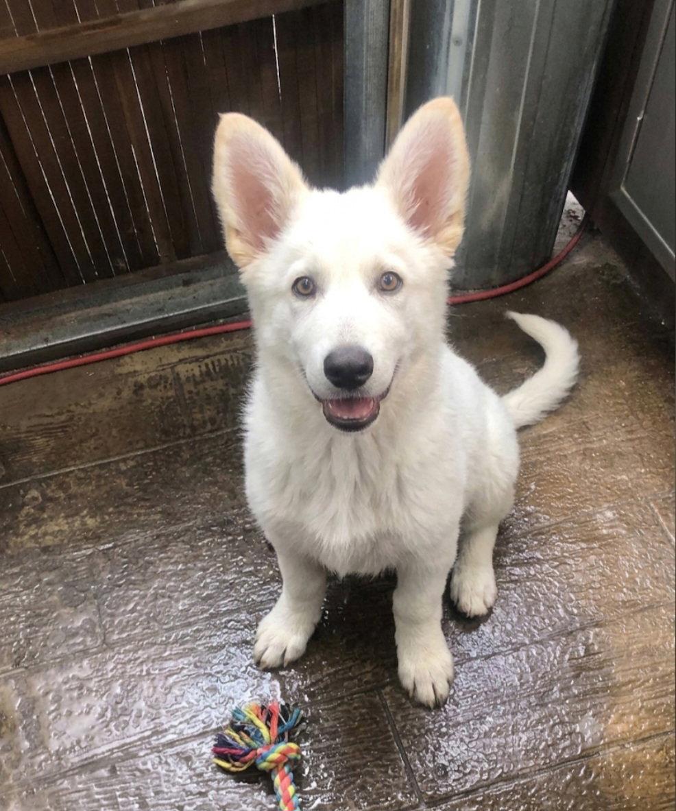 Jag, Adoptable, Young Male Corgi & Poodle.