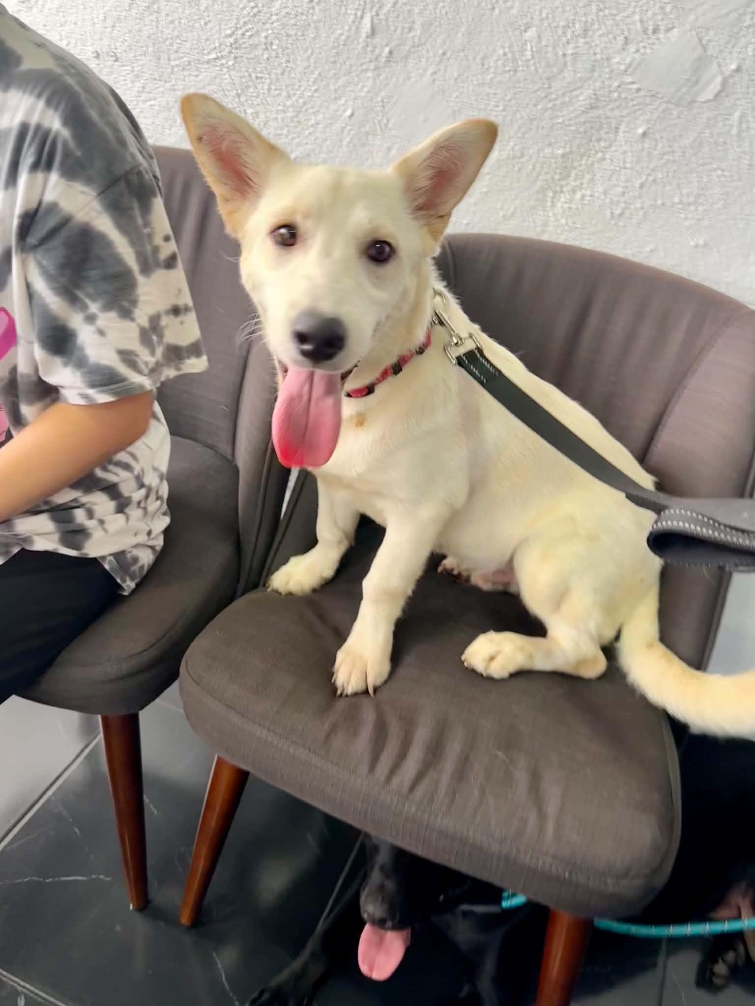 Enlarge Jag, a Adoptable mixed breed in Escondido, CA image 2/3