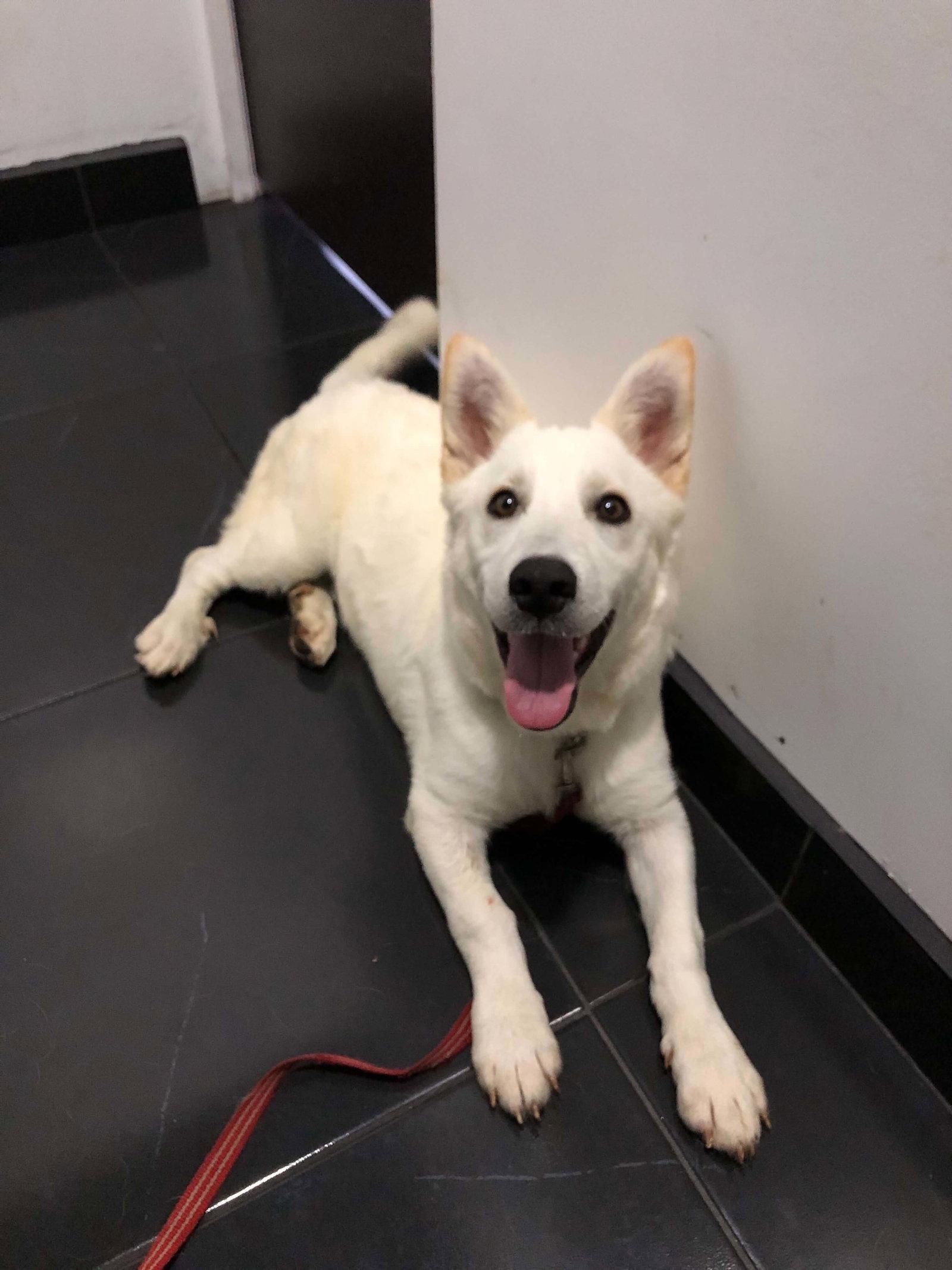 Enlarge Jag, a Adoptable mixed breed in Escondido, CA image 3/3